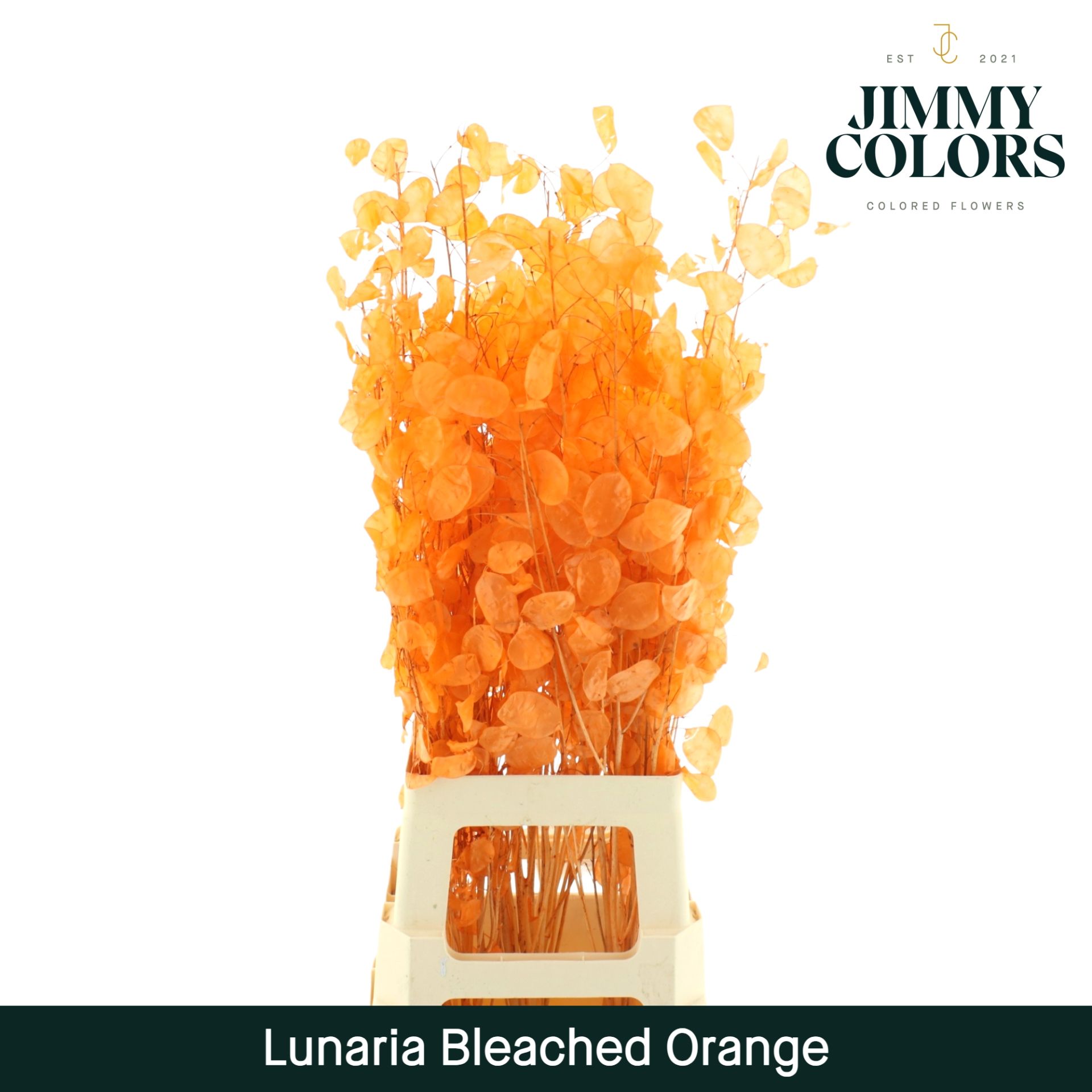 Lunaria Gebleekt Oranje