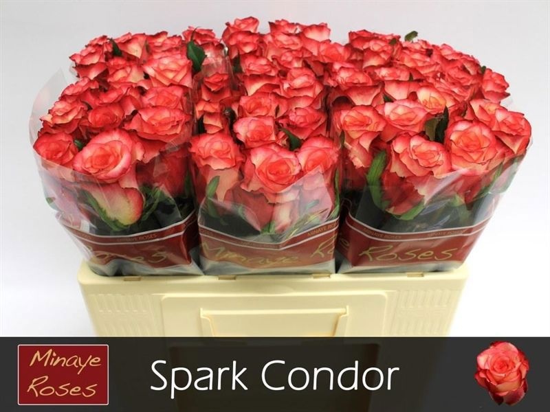 R Gr Spark Condor