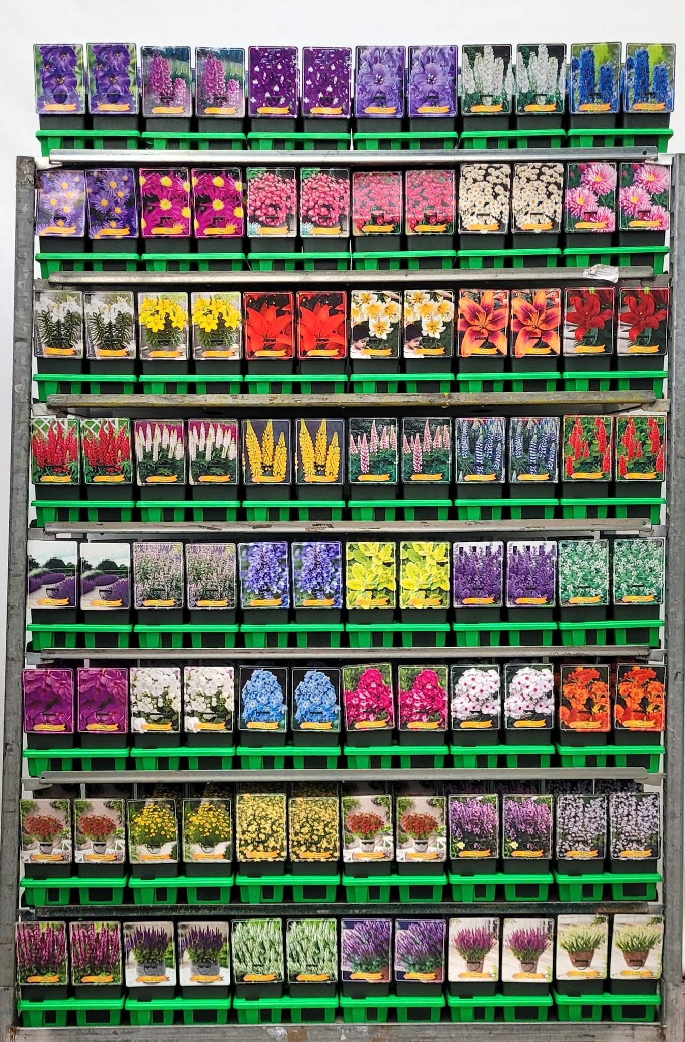 Picture of Budgetkar vaste planten Mix CC P11