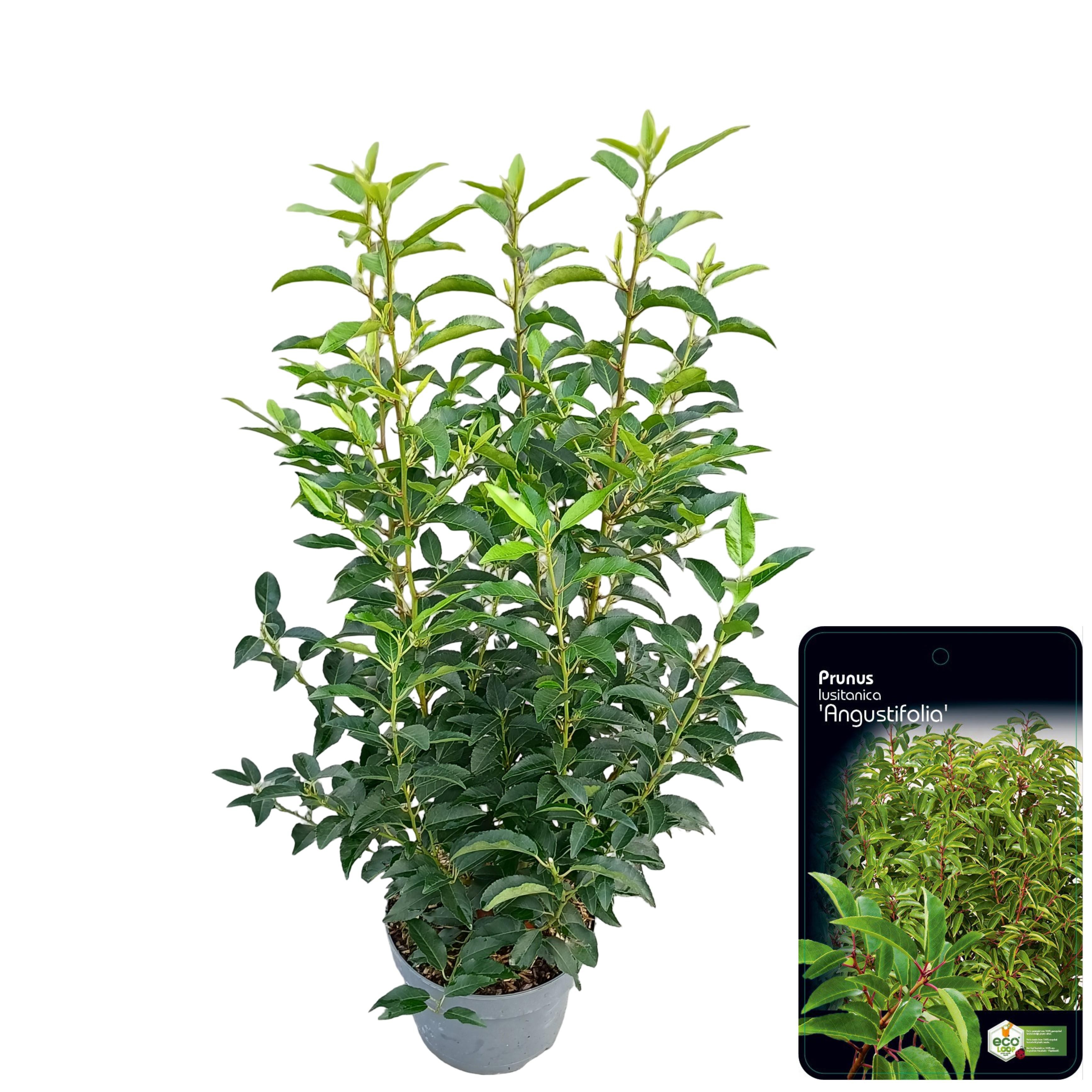 Picture of Prunus lusitanica Angustifolia C5