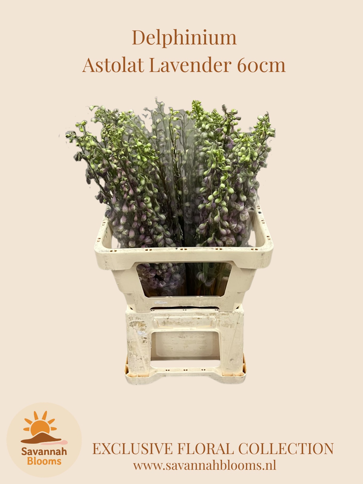 Delphinium Magic Fount La 60cm