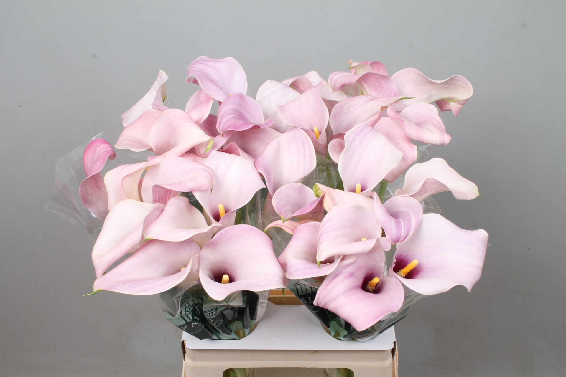 Zant Candyfloss 60cm