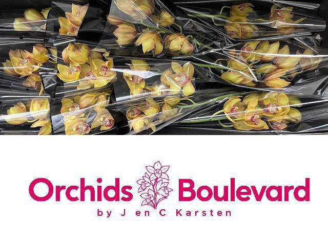 Cymbidium Esther 5/8bl