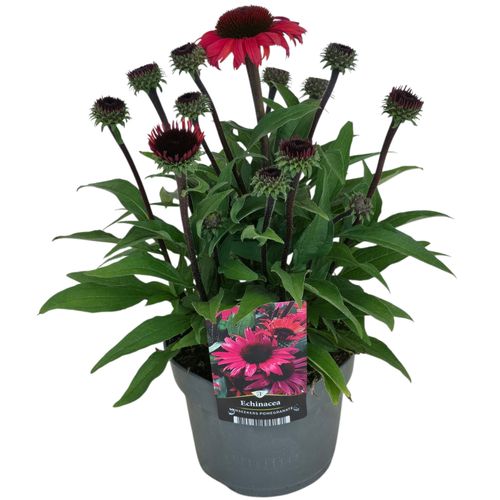 Echinacea Sunseekers Pomegranate p17 Florizon