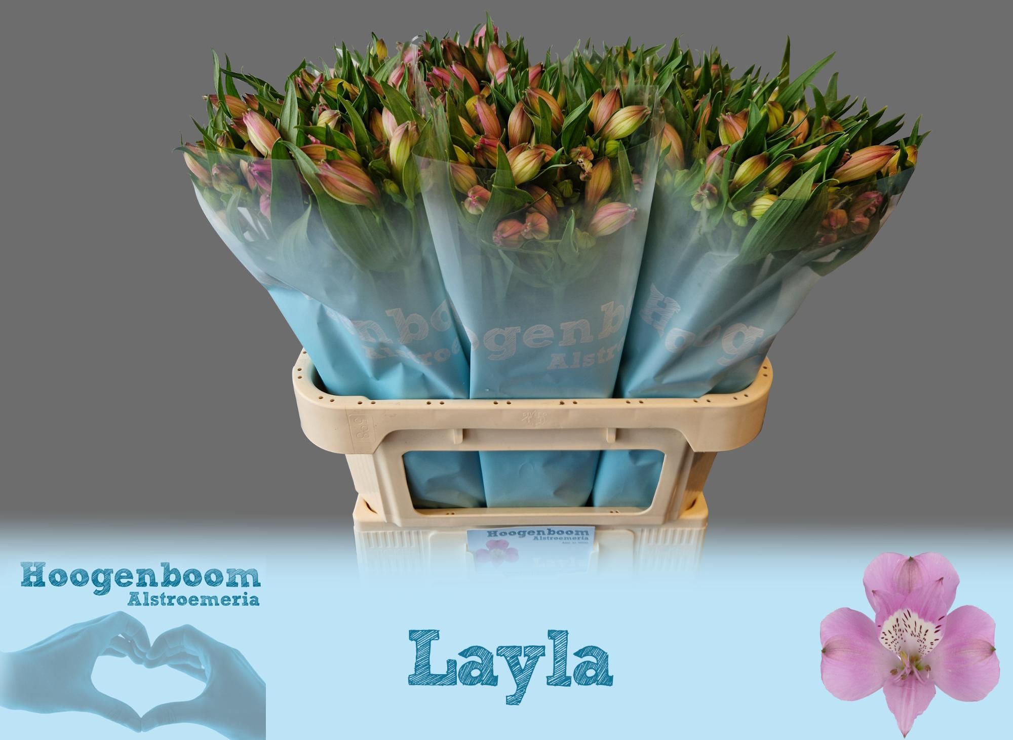 Alstr Layla
