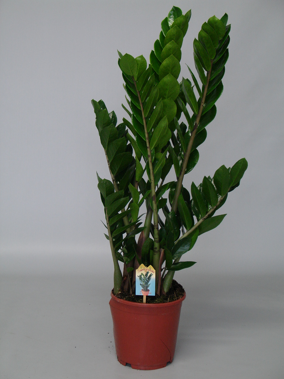 Picture of Zamioculcas P21 90cm