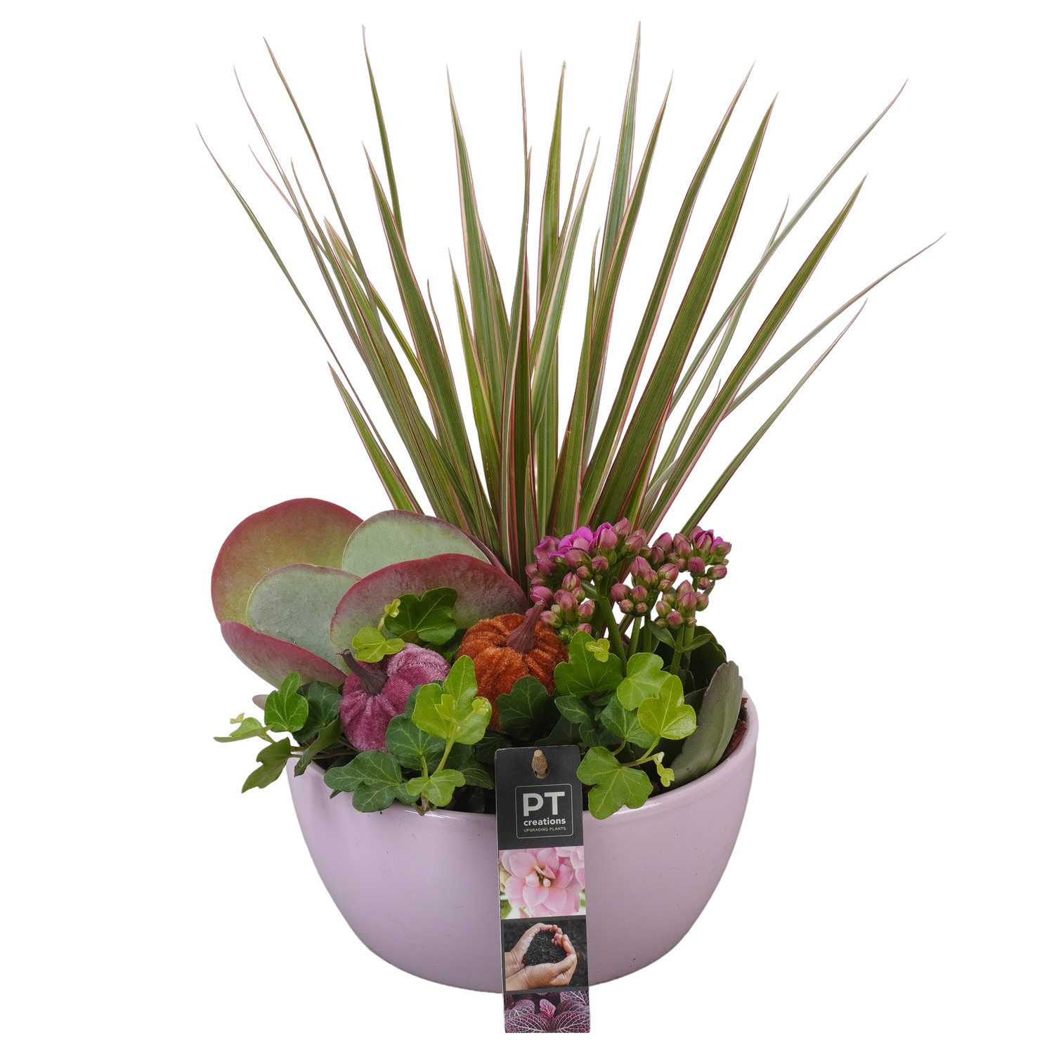 Picture of PTAO5807 Arrangement Autumn Indoor in ceramic bowl P18 33CM