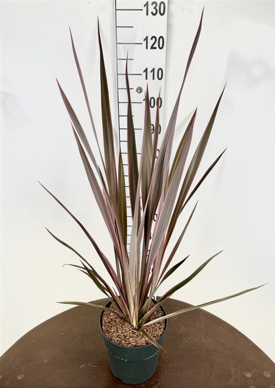 Picture of Phormium Sundowner P29 (10 Ltr)