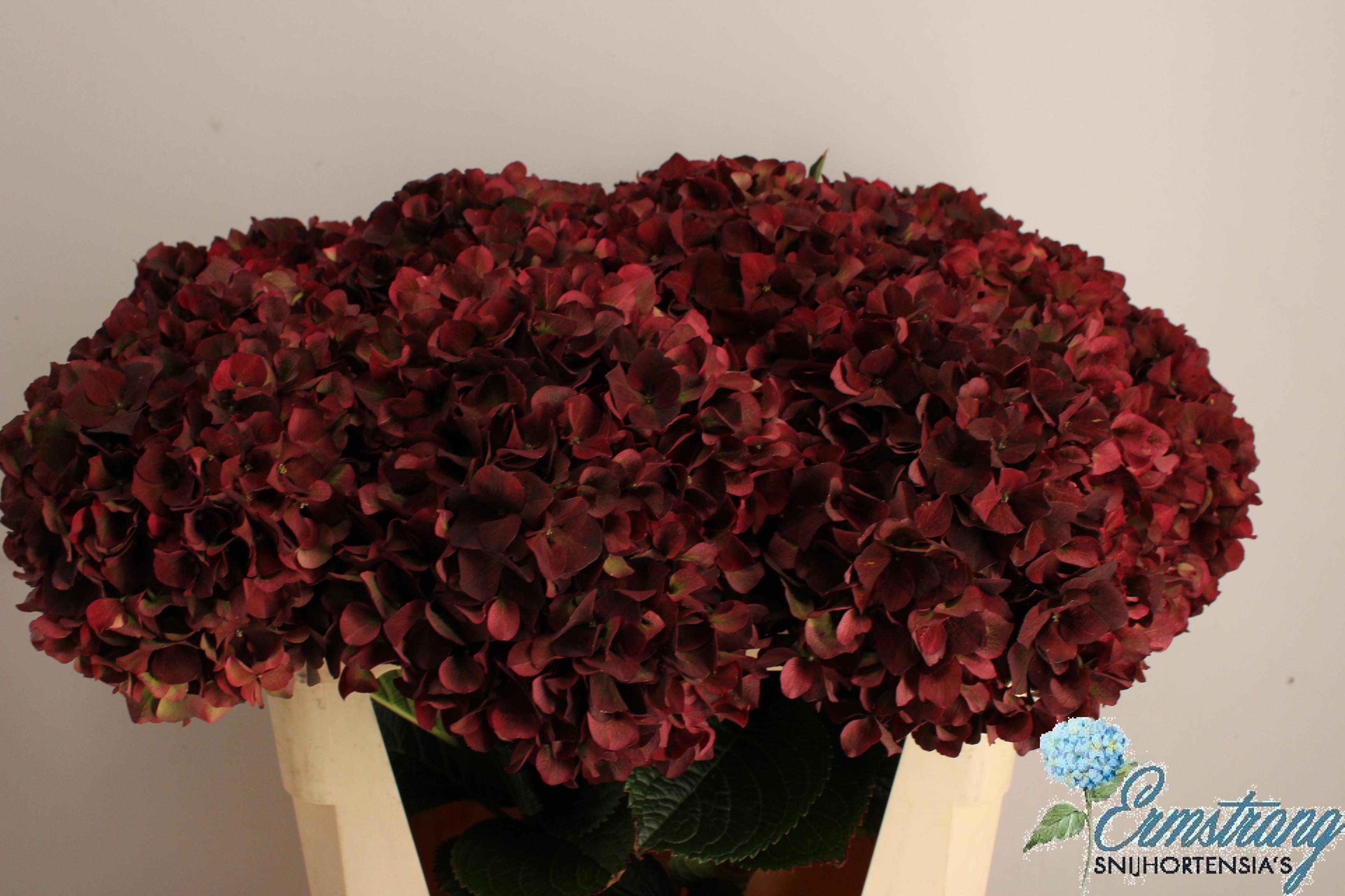 Hydrangea Ruby Red Classic 70cm 22Ø