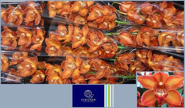 Cymbidium Cognac 8/11bl