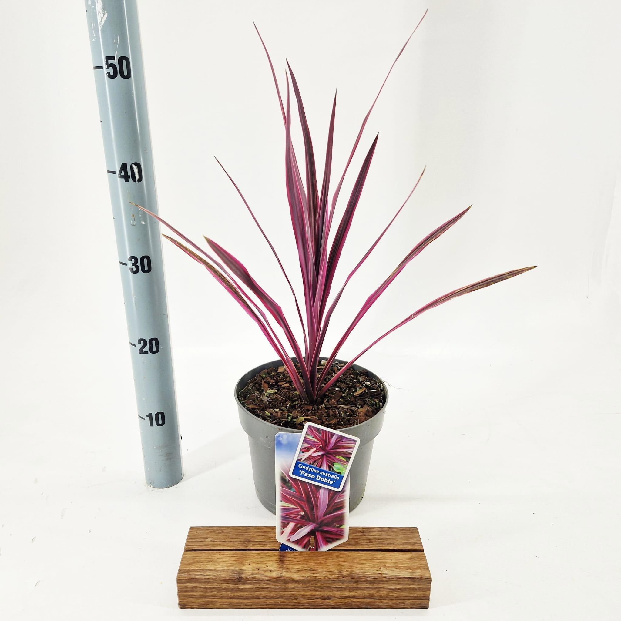 Cordyline 'Paso Doble'