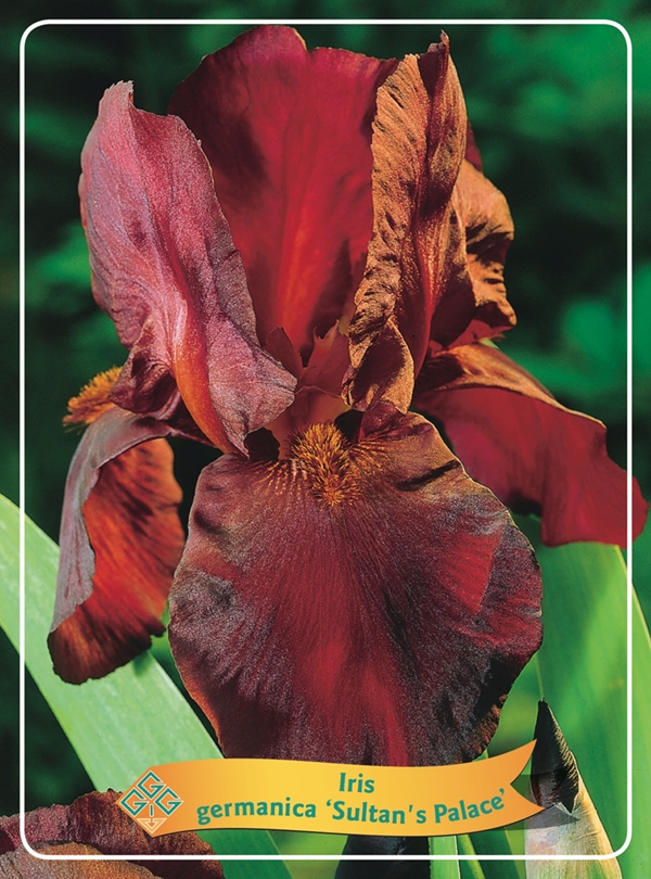 Picture of Iris germanica Mix 6x10 srt. per shelve P11