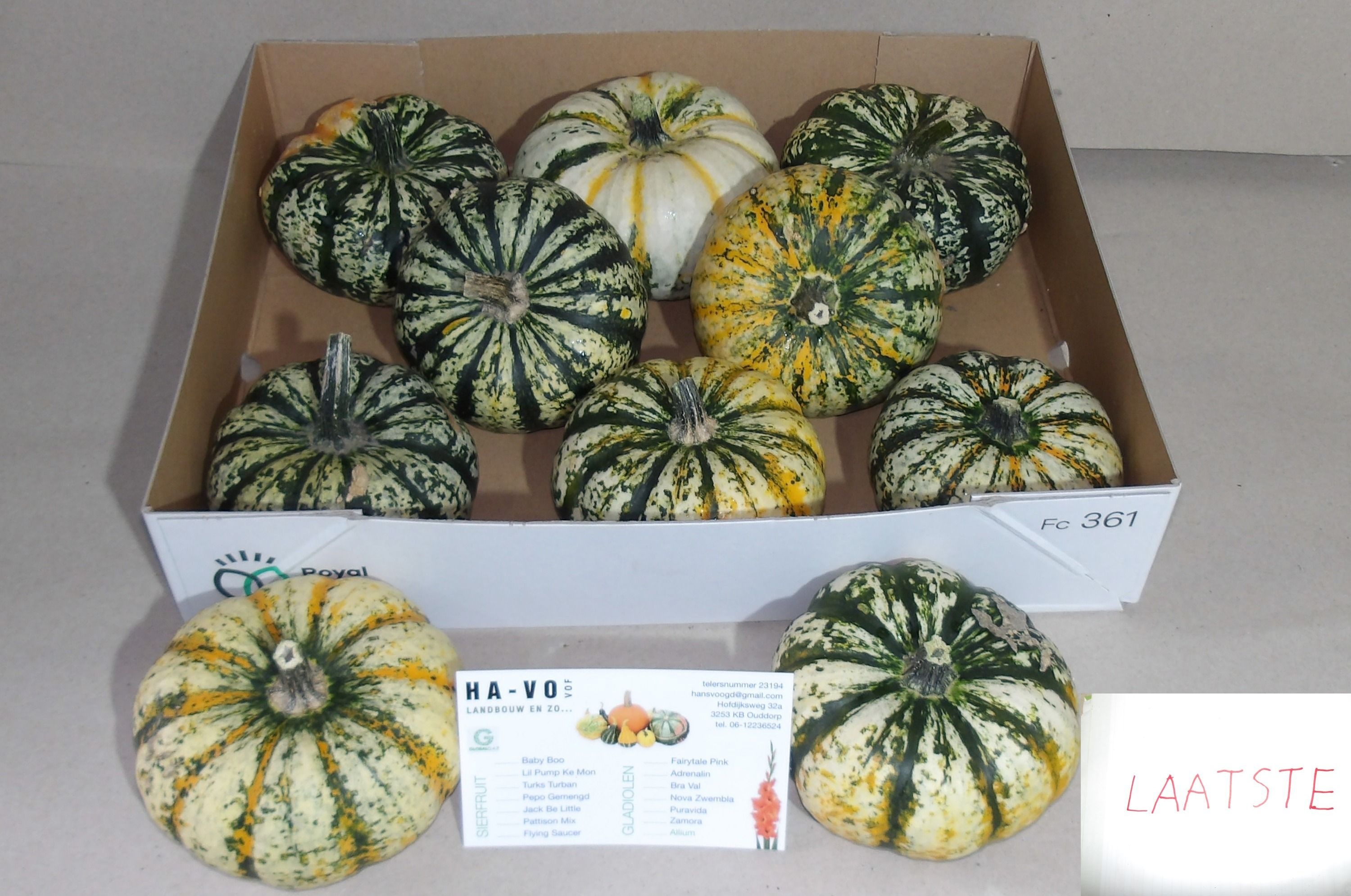 Cucurbita Lil P-ke-mon