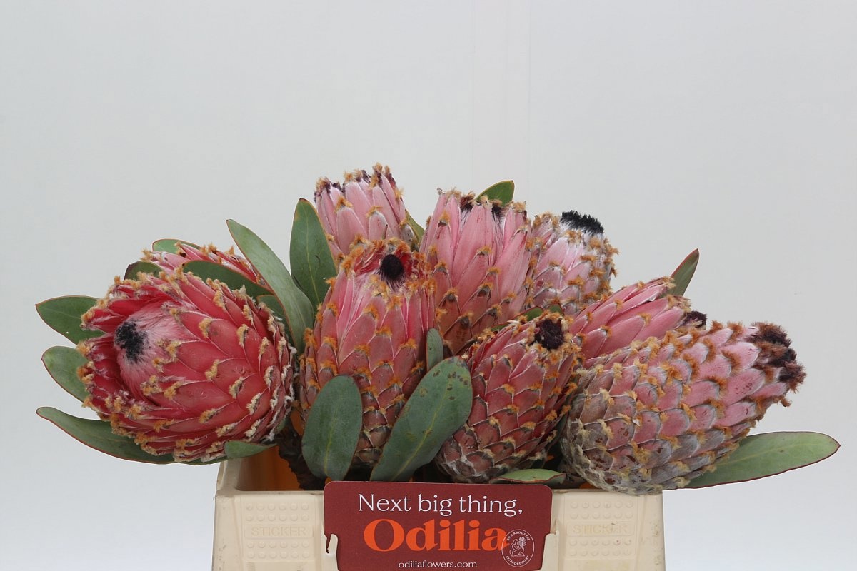Protea Barbigera 35cm