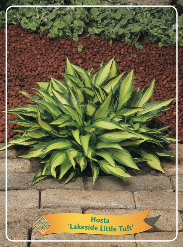 Picture of Hosta Mix 6x10 srt. per shelve P11