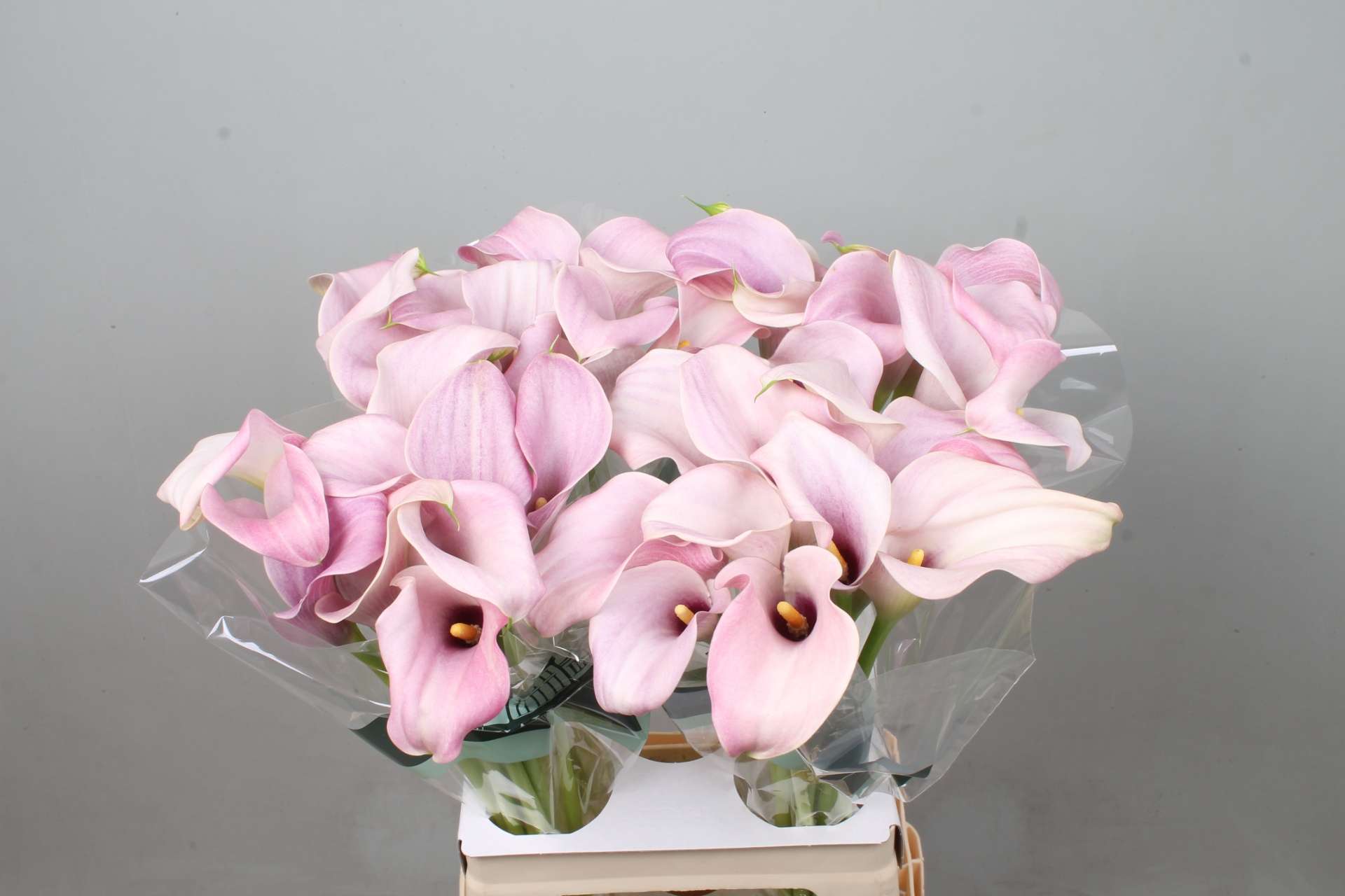 Zant Candyfloss 65cm