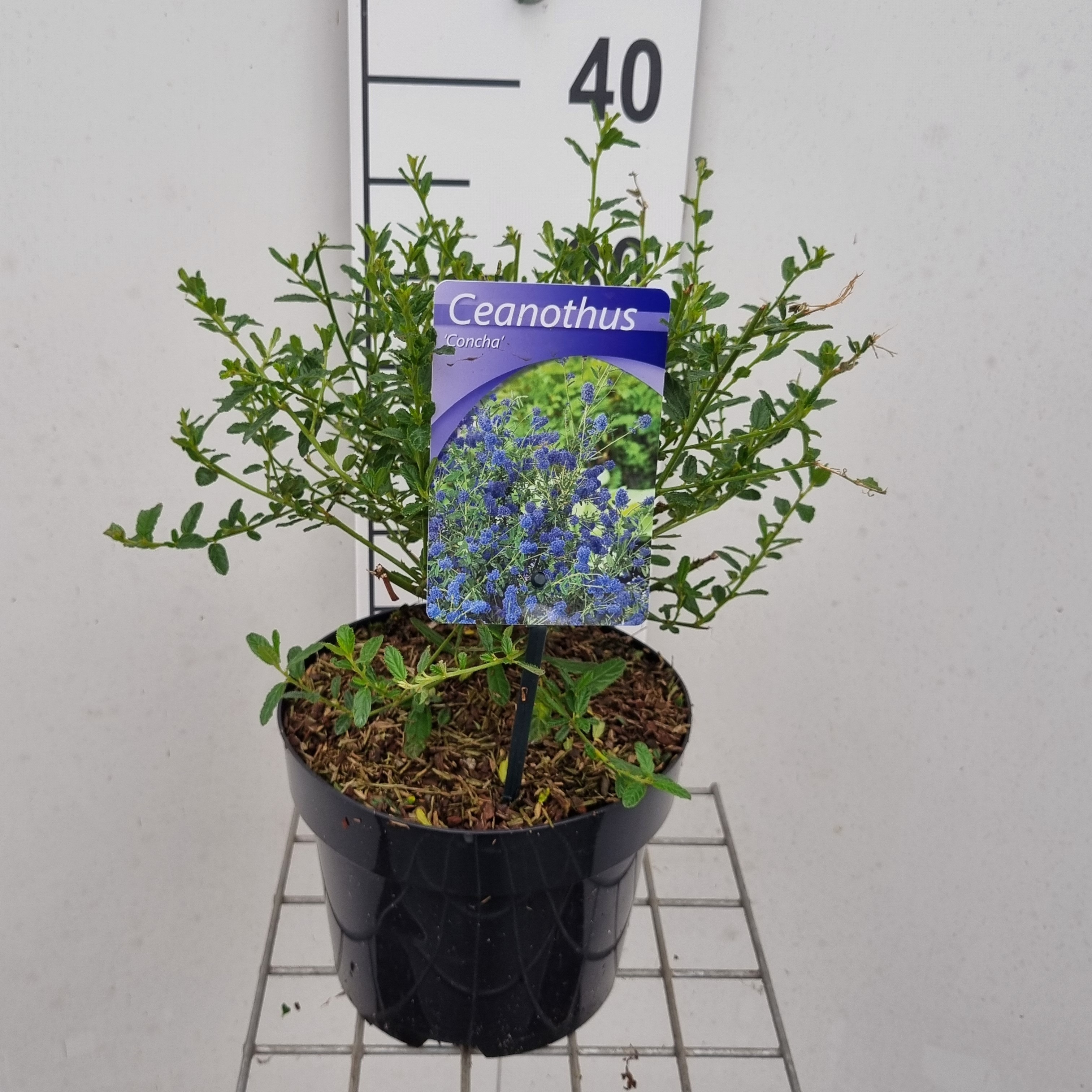 Picture of Ceanothus Concha P19 40CM