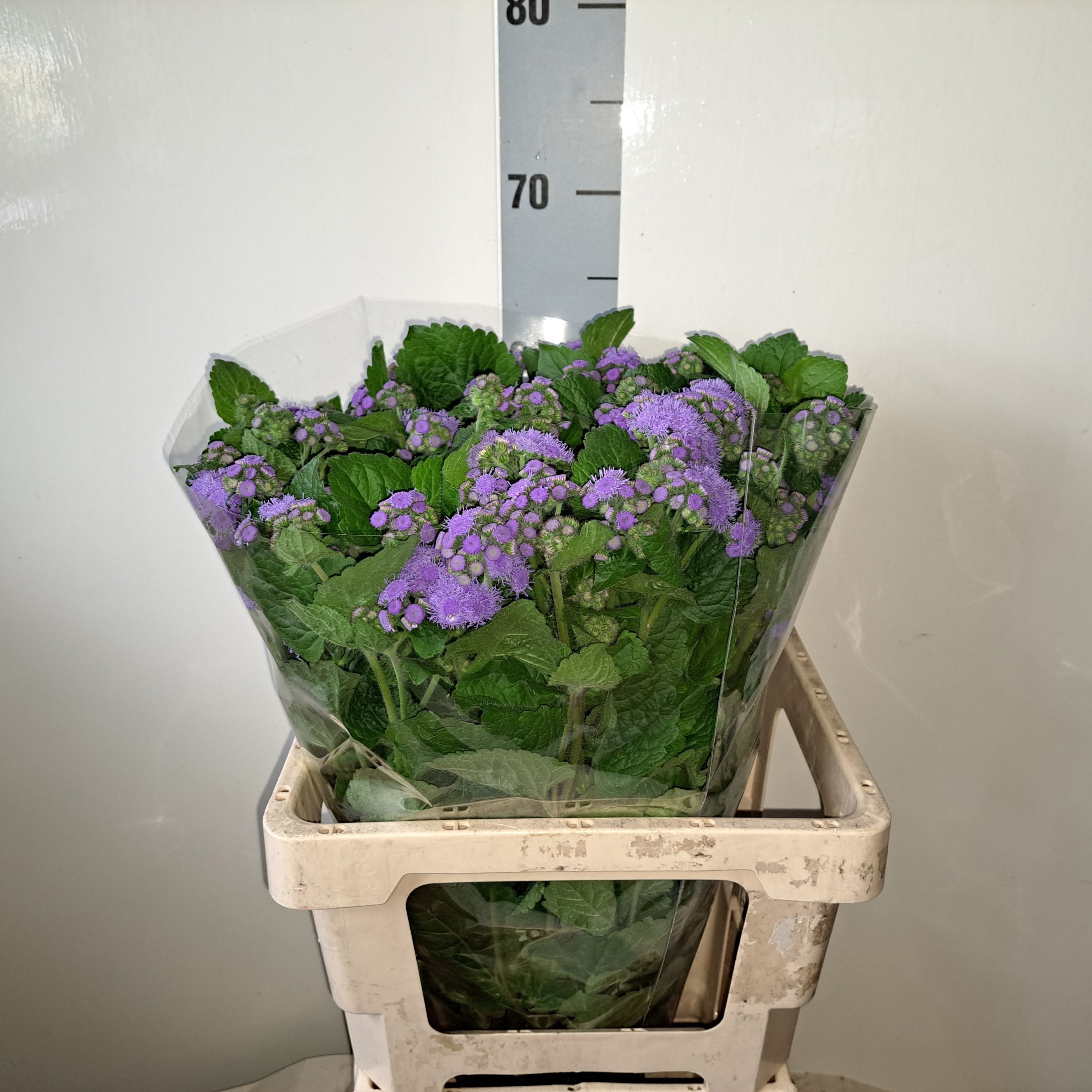 Ager H Blue Planet 65L.cm 23bloei