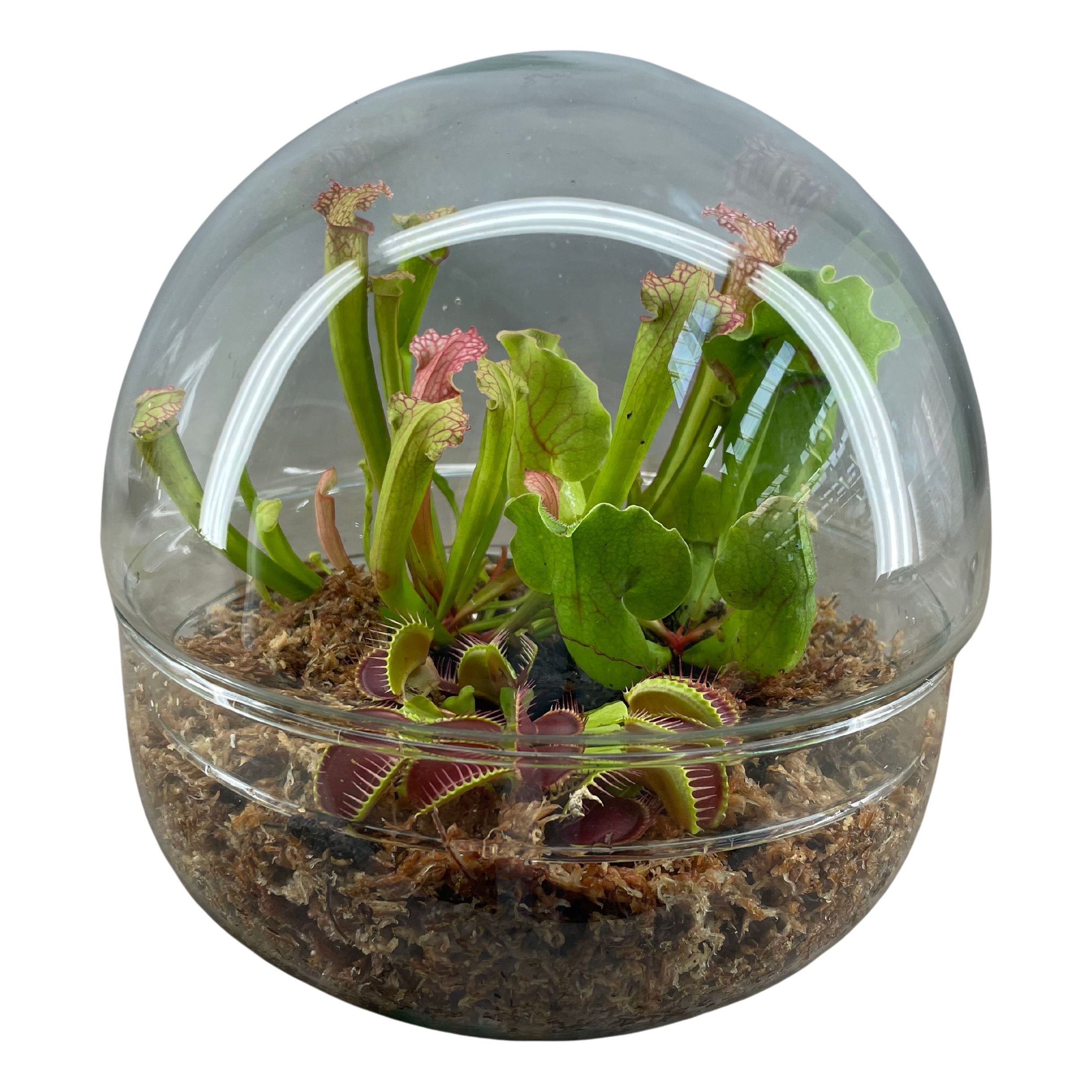 Vleesetende Planten 20P 20H
