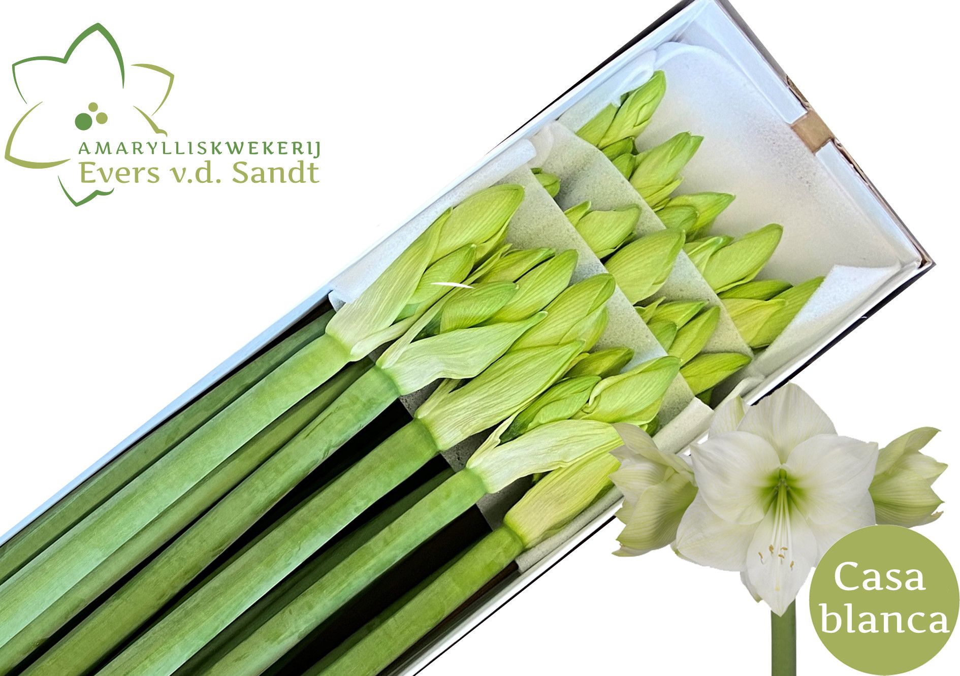 Hippeastrum Casa Blanca 4bl