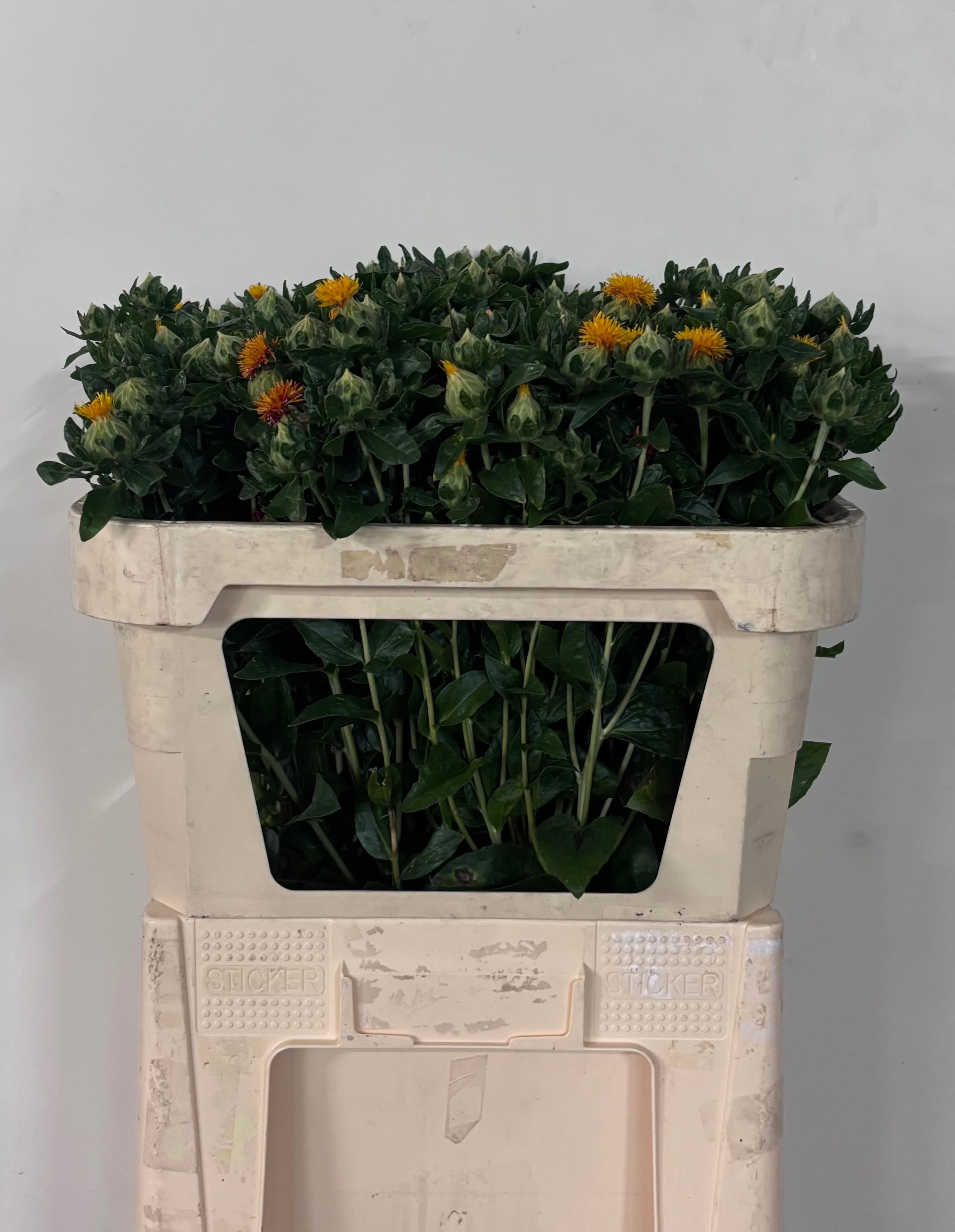 Carthamus Zanzibar 70cm