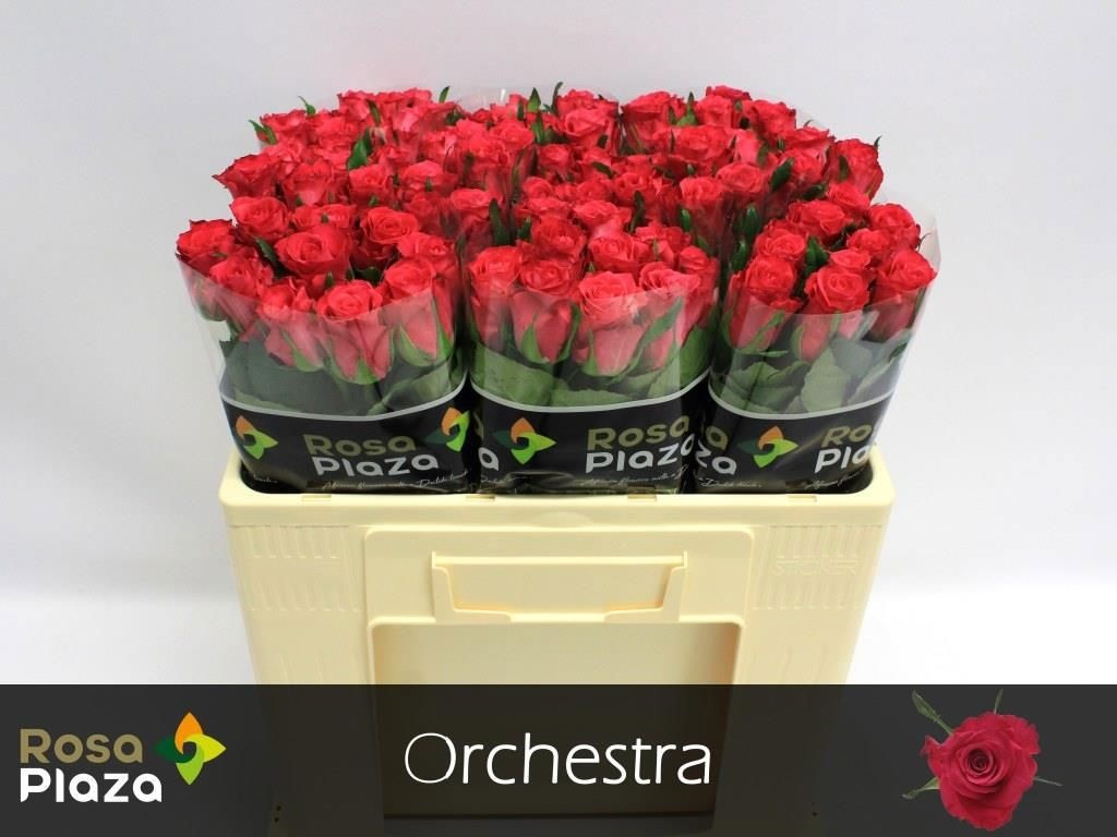 Rosa Orchestra 50cm