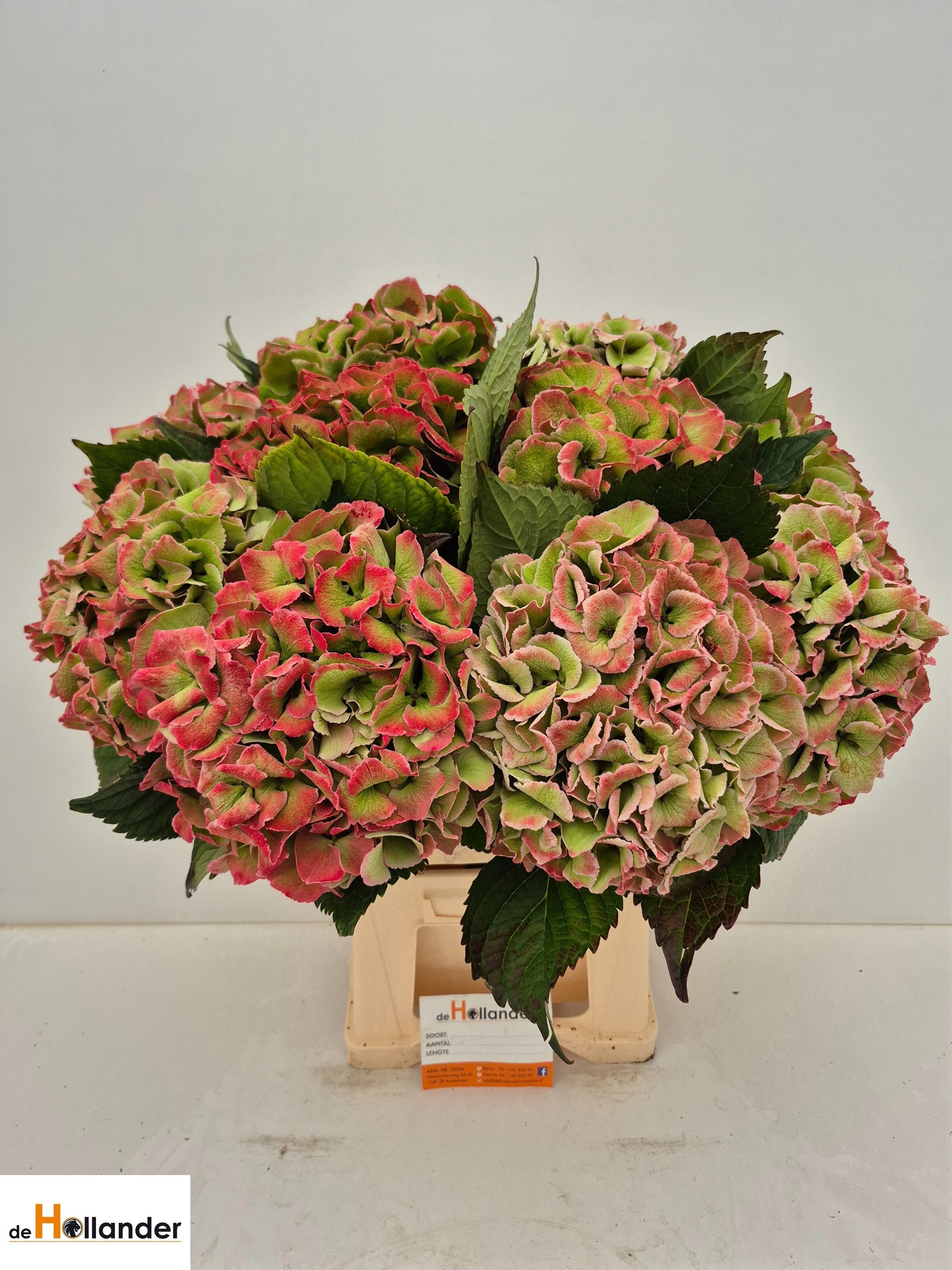 Hydrangea Royal Love Classic 60cm 22Ø