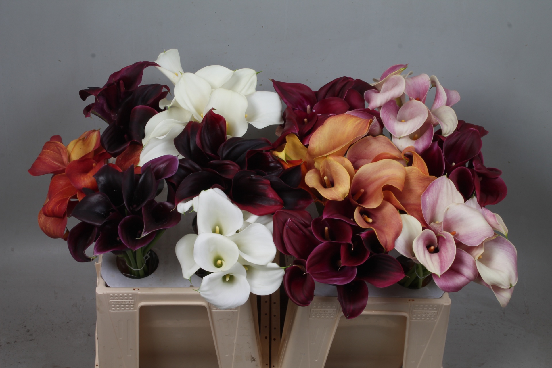 Calla Assorted 40cm