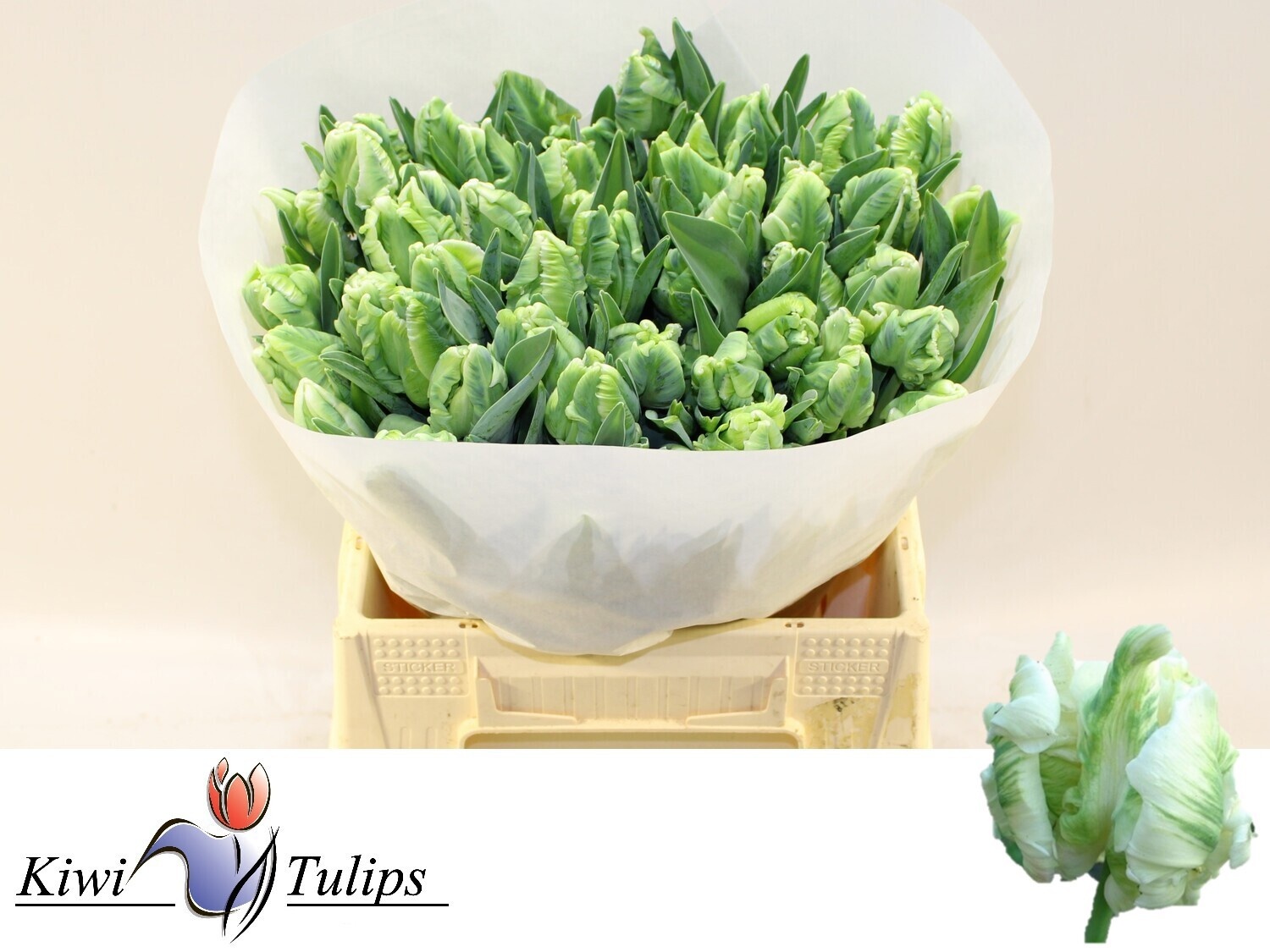 Tulipa Parrot Super Parrot 40cm 34gram