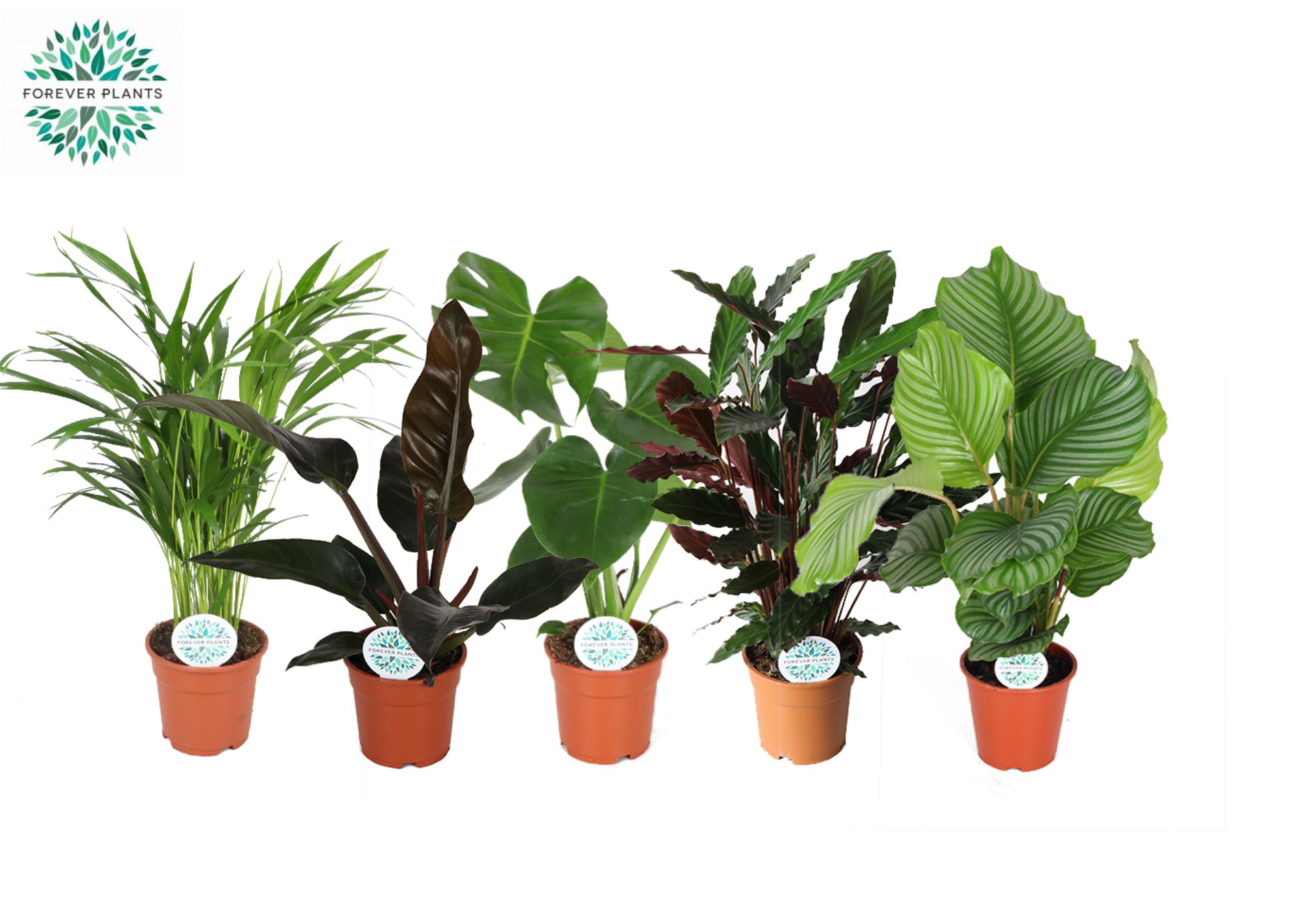 Picture of Houseplants Green Jungle varieties P17 50-60CM (LOOSE)