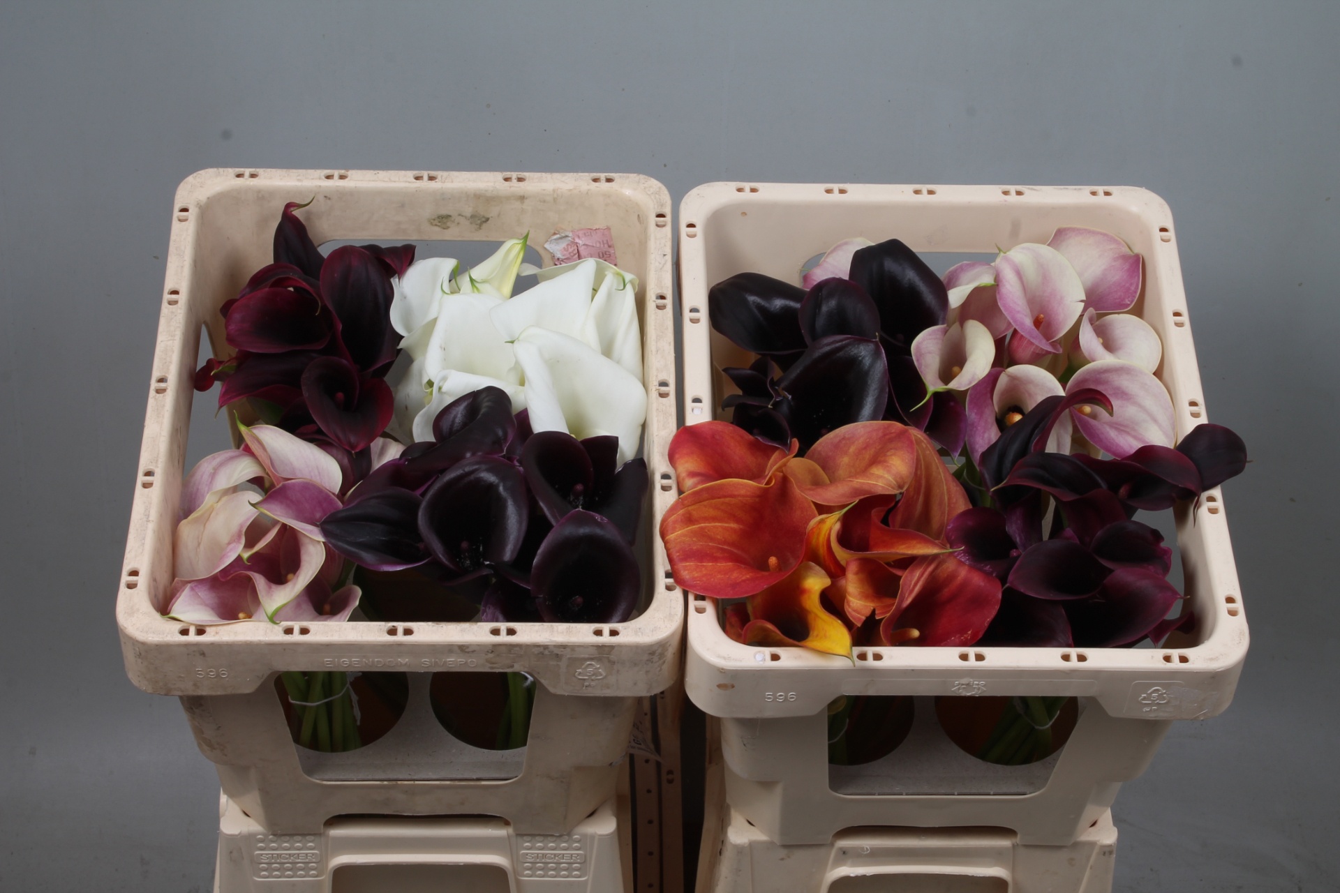 Calla Assorted 45cm