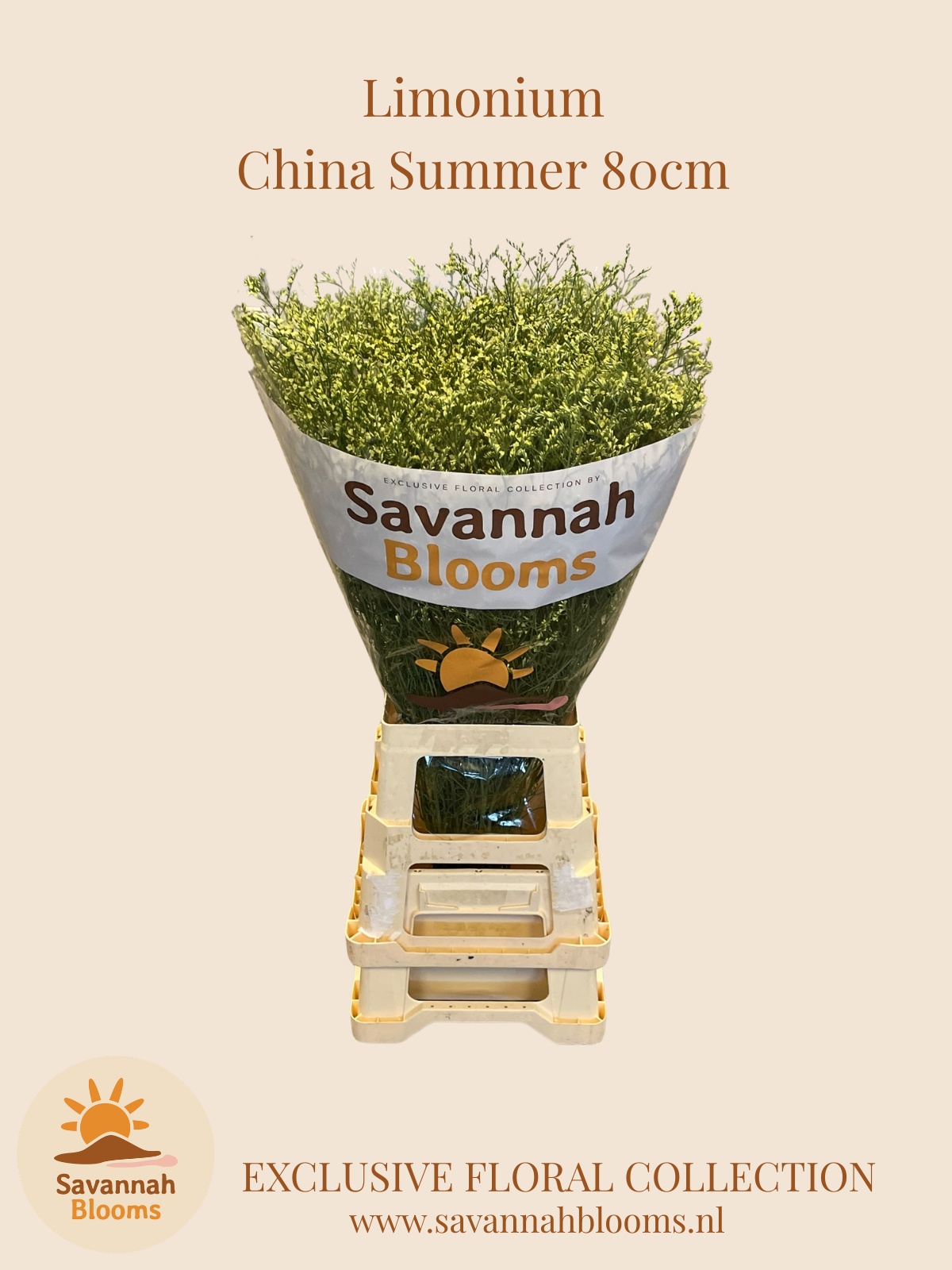 Limonium Sin China Summer 80cm 45gram