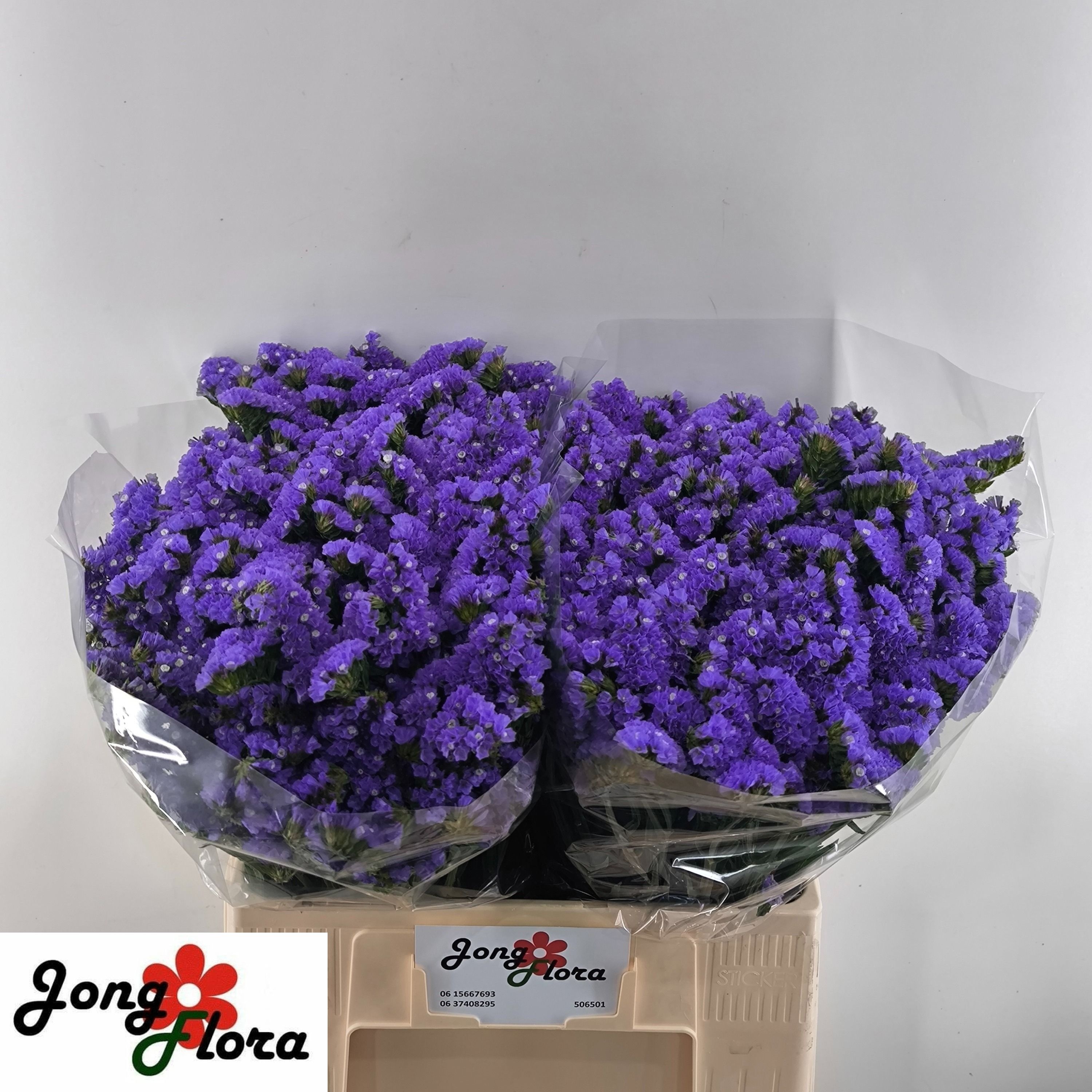 Limonium St Pippa Wings 60cm 25gram