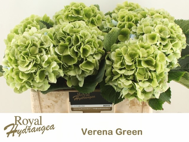 Hydr M Verena Bl Cl