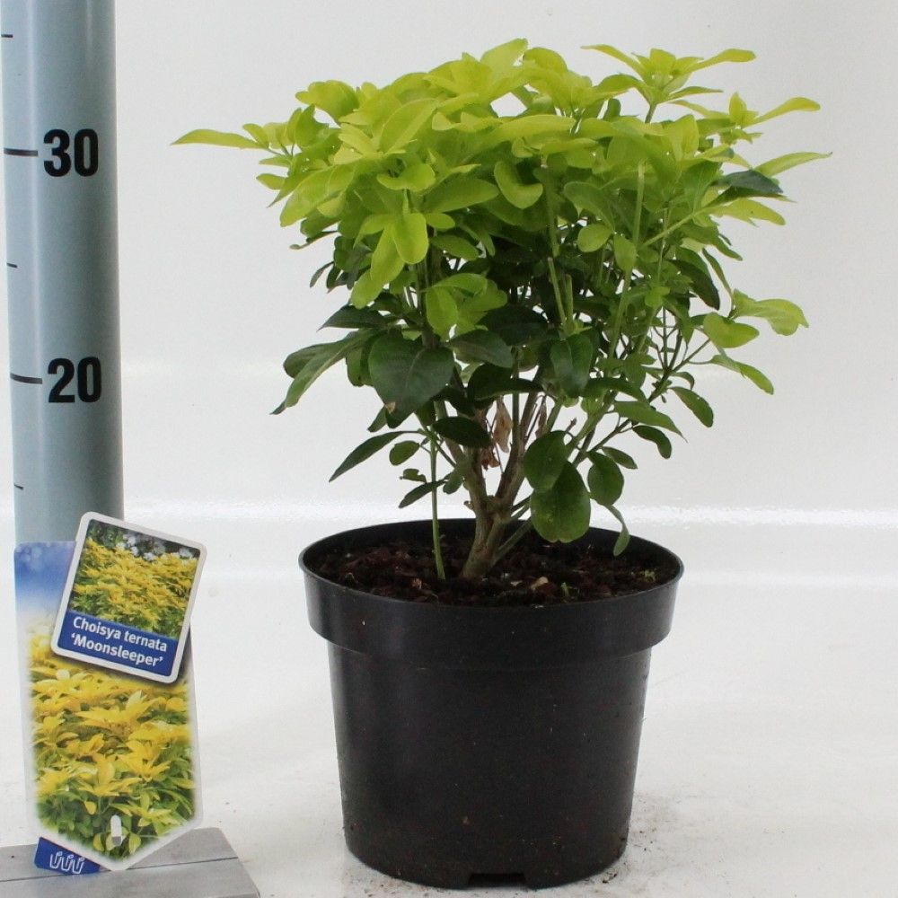 Picture of Choisya ternata ‘Brica’ (Lich)