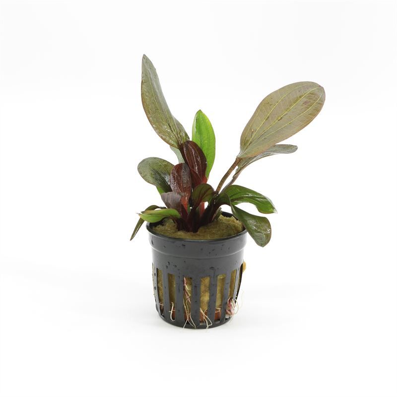 Echinodorus hadi red pearl