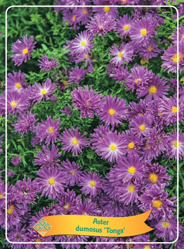 Picture of Aster mix 6x10 srt. per shelve P11