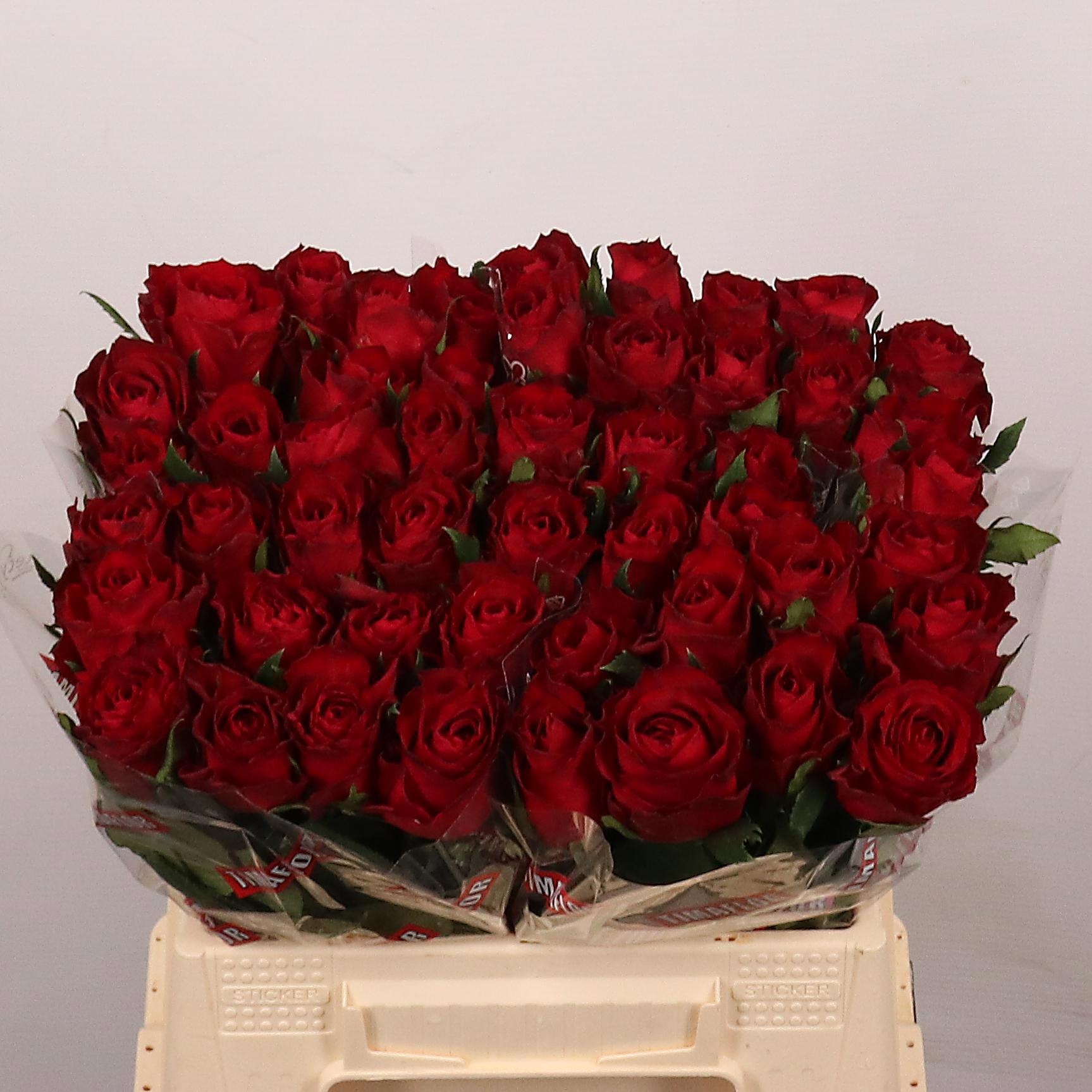 Rosa Madam Red 40cm