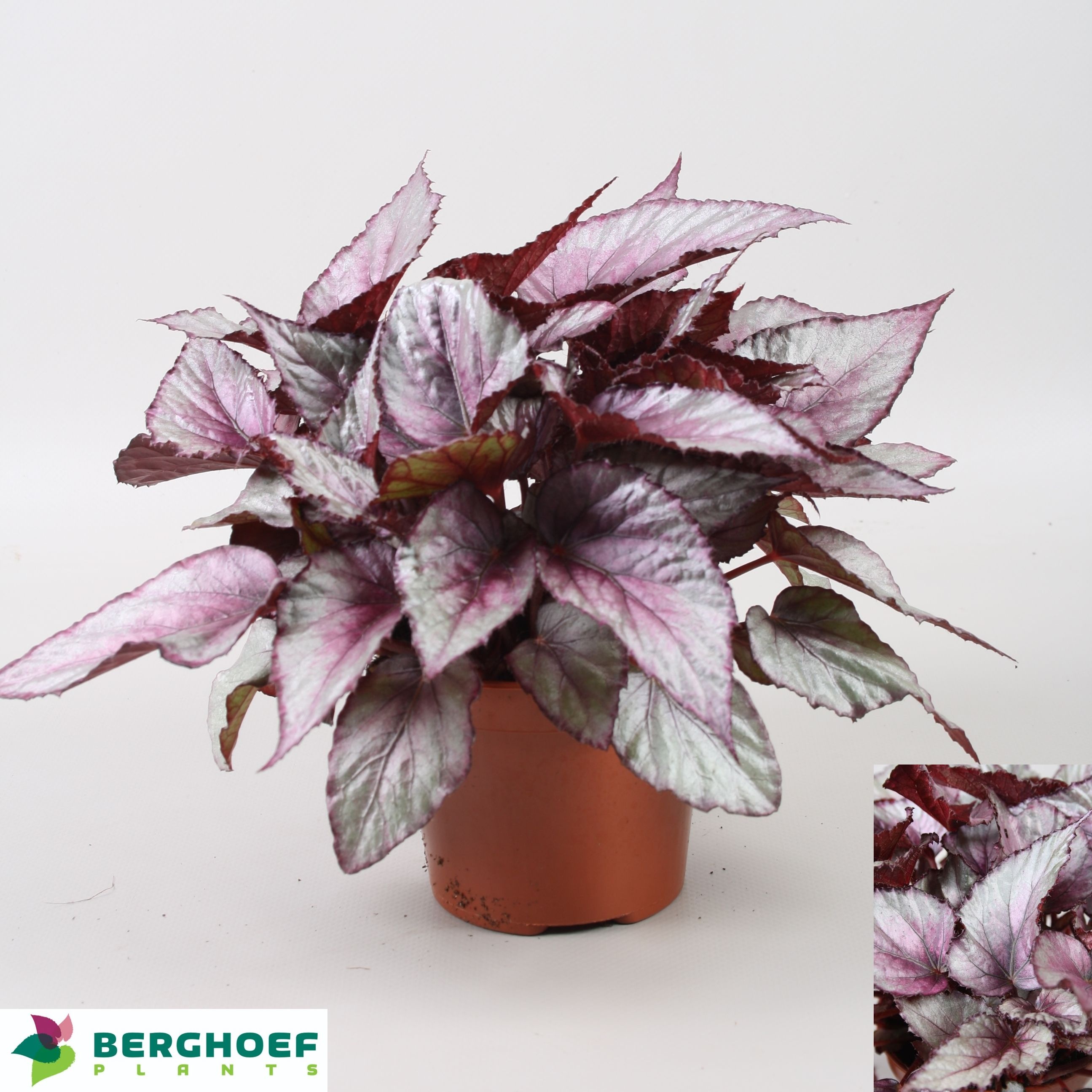 Beg Bel Maori Haze 12Ø 22cm