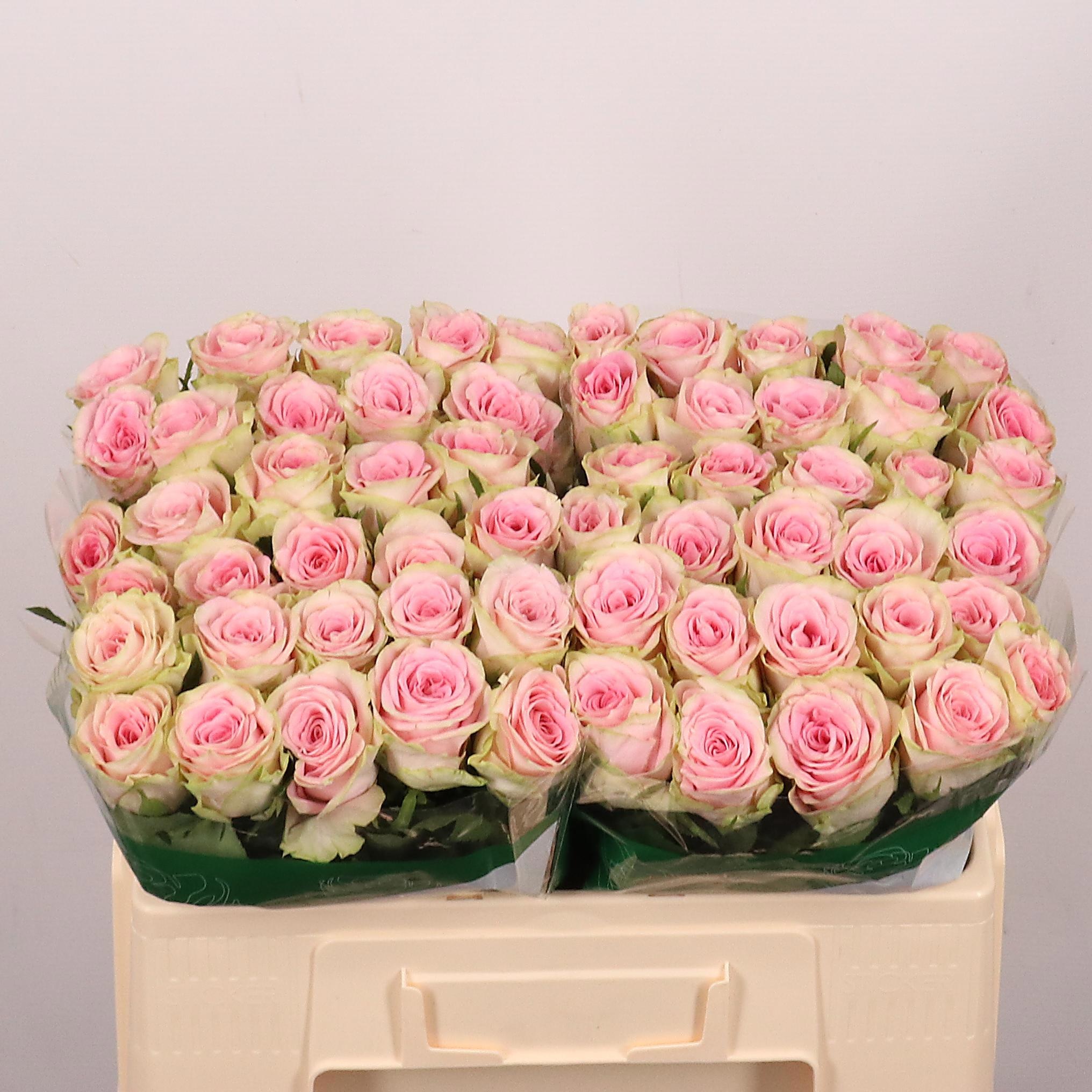 Rosa Olivia 50cm