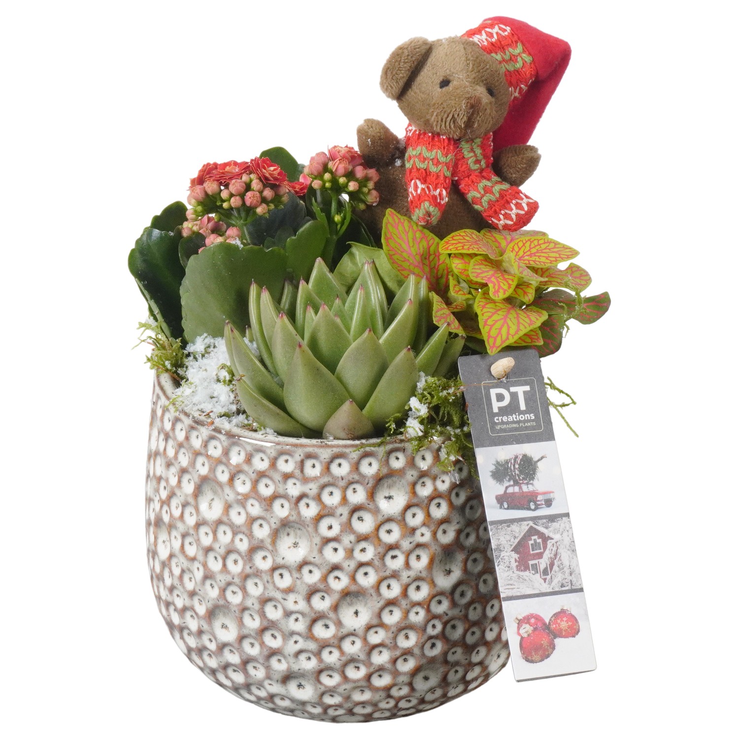 Picture of PTKB9411 Arrangement X-Mas in ceramic pot P14 23cm