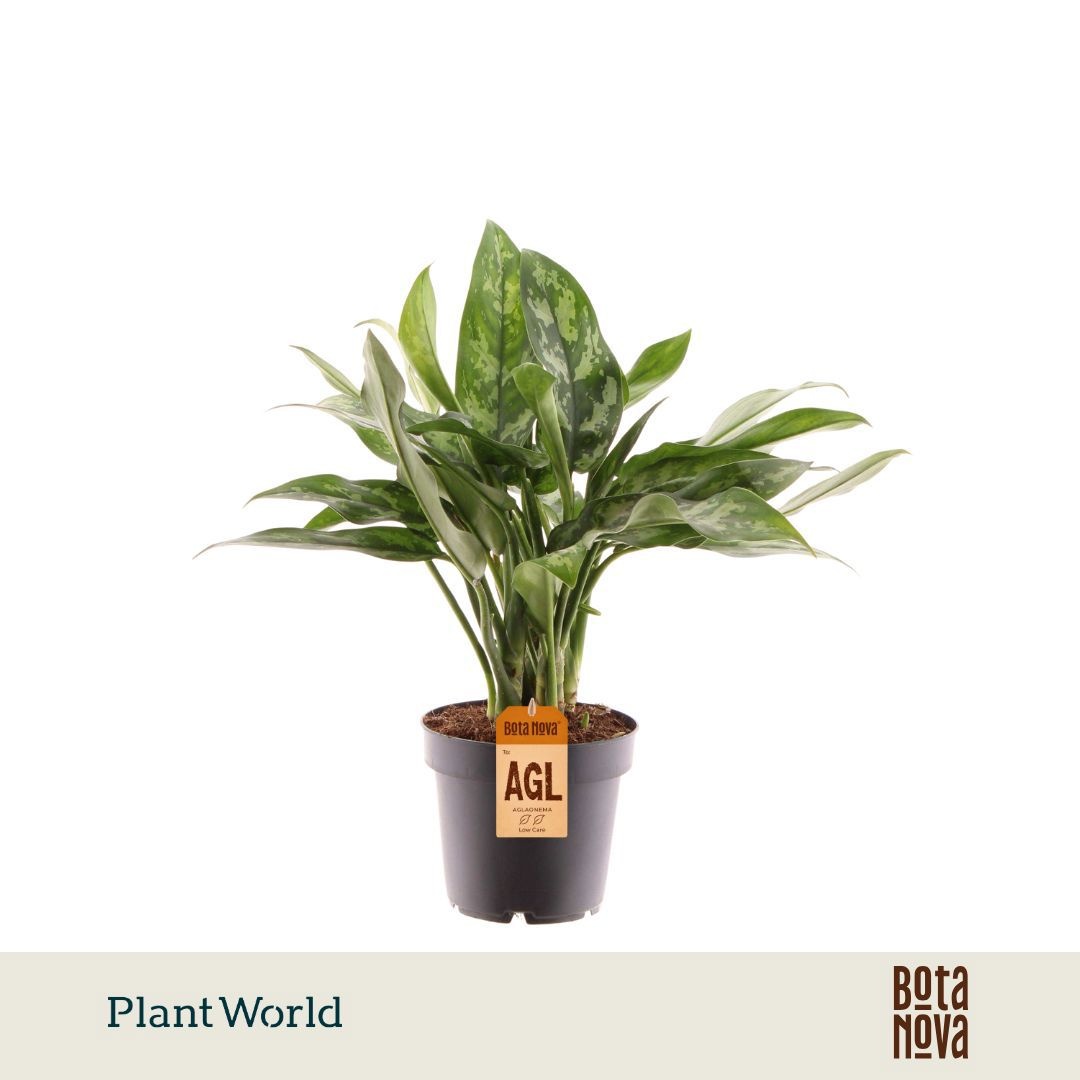Aglaonema 'Maria'
