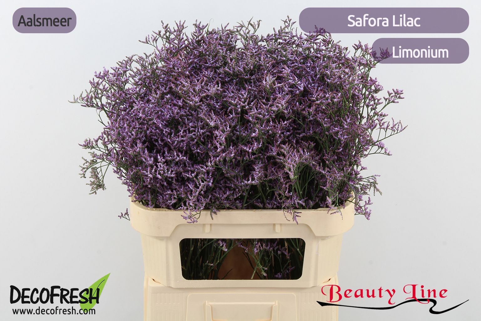Lim Saf Lilac