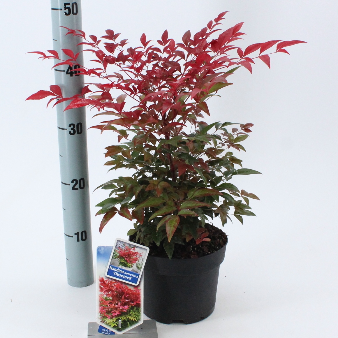 Picture of Nandina domestica Obsessed ('Seika'PBR)