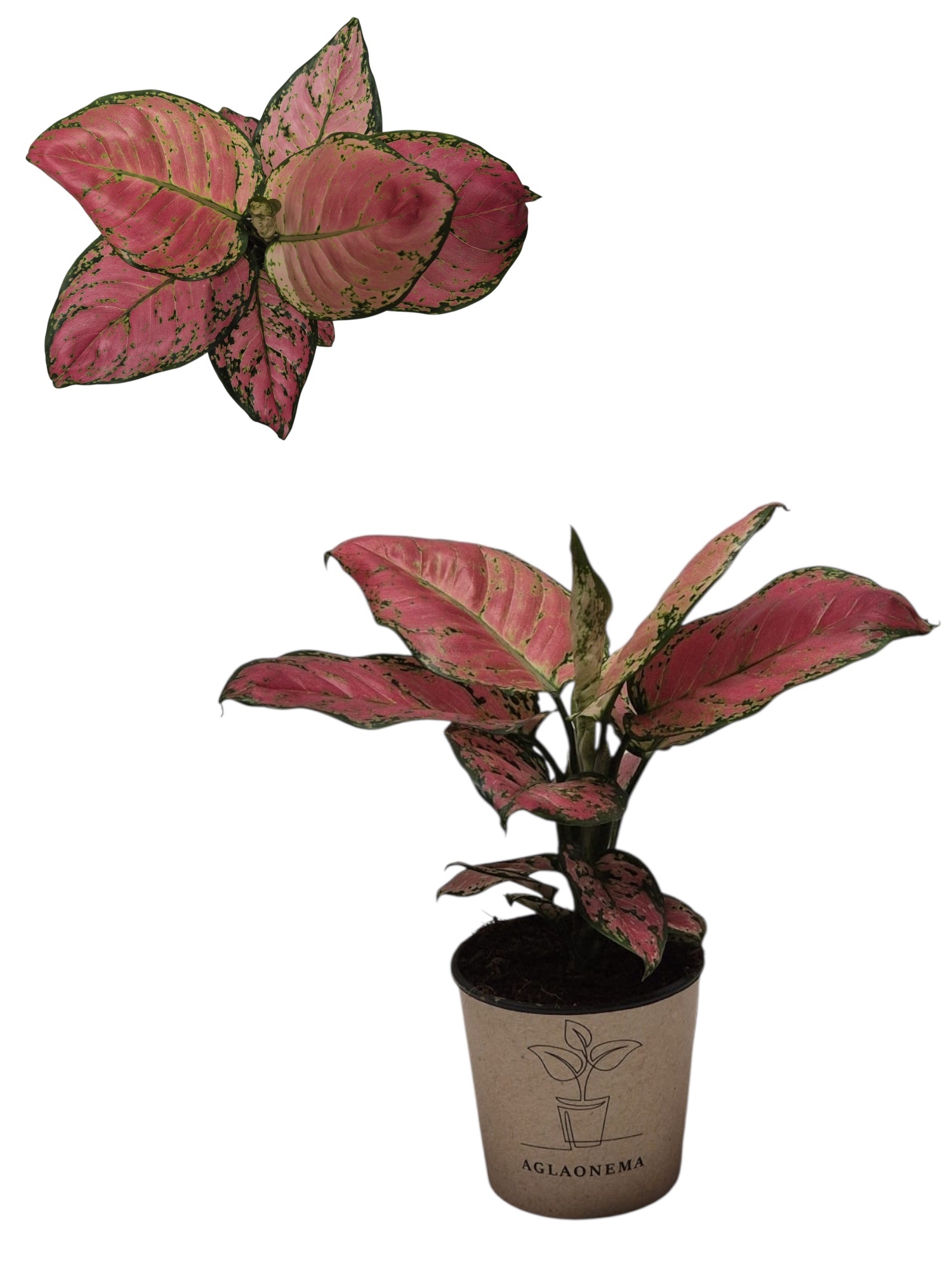 Aglaonema overig - Aglaonema