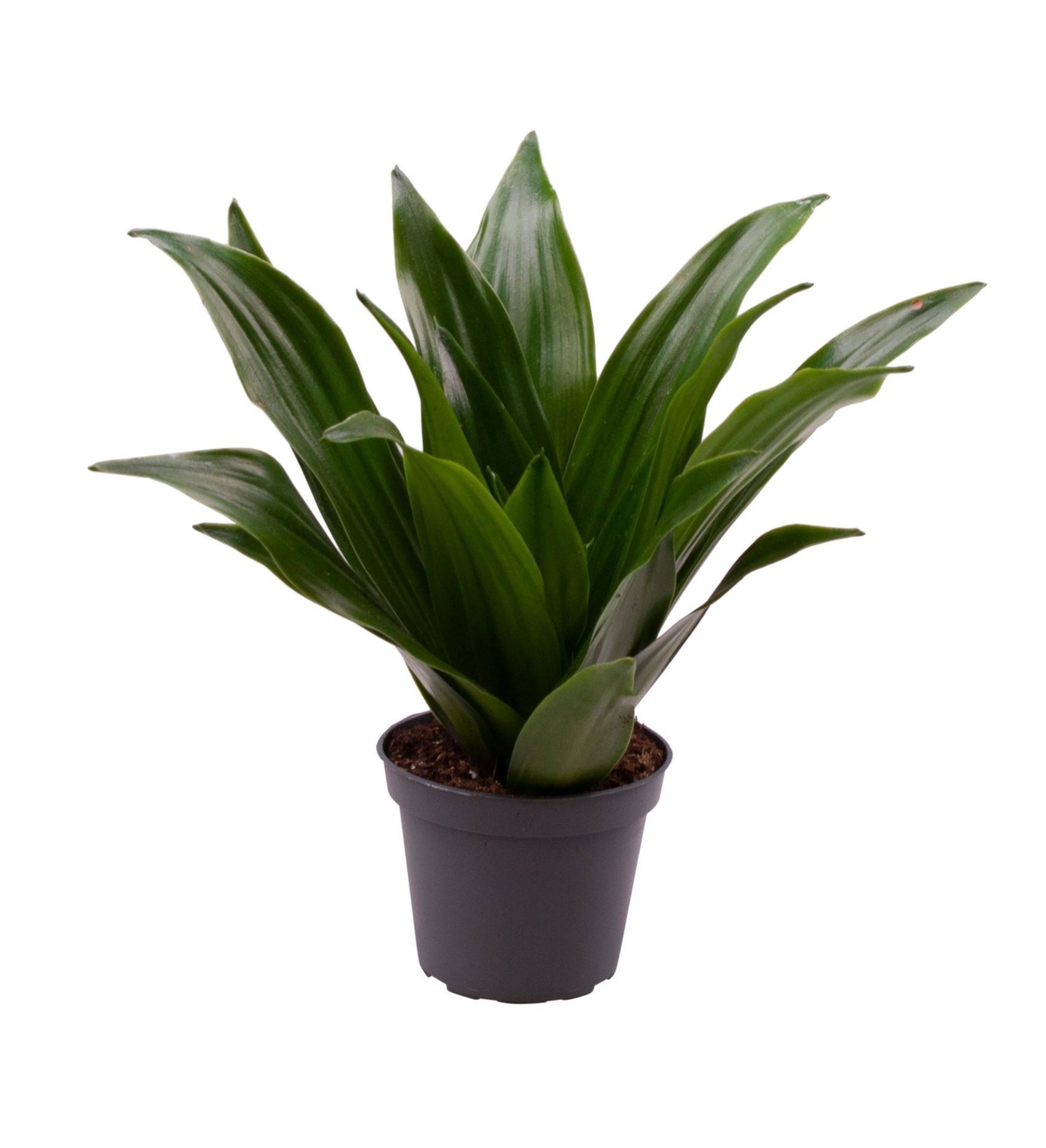 Dracaena Deremensis Janet Craig