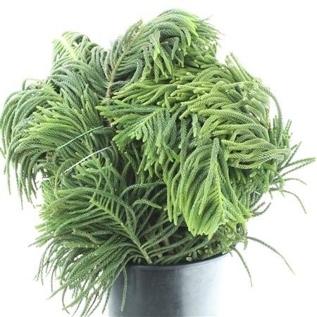 Araucaria Arauc Deco 60cm