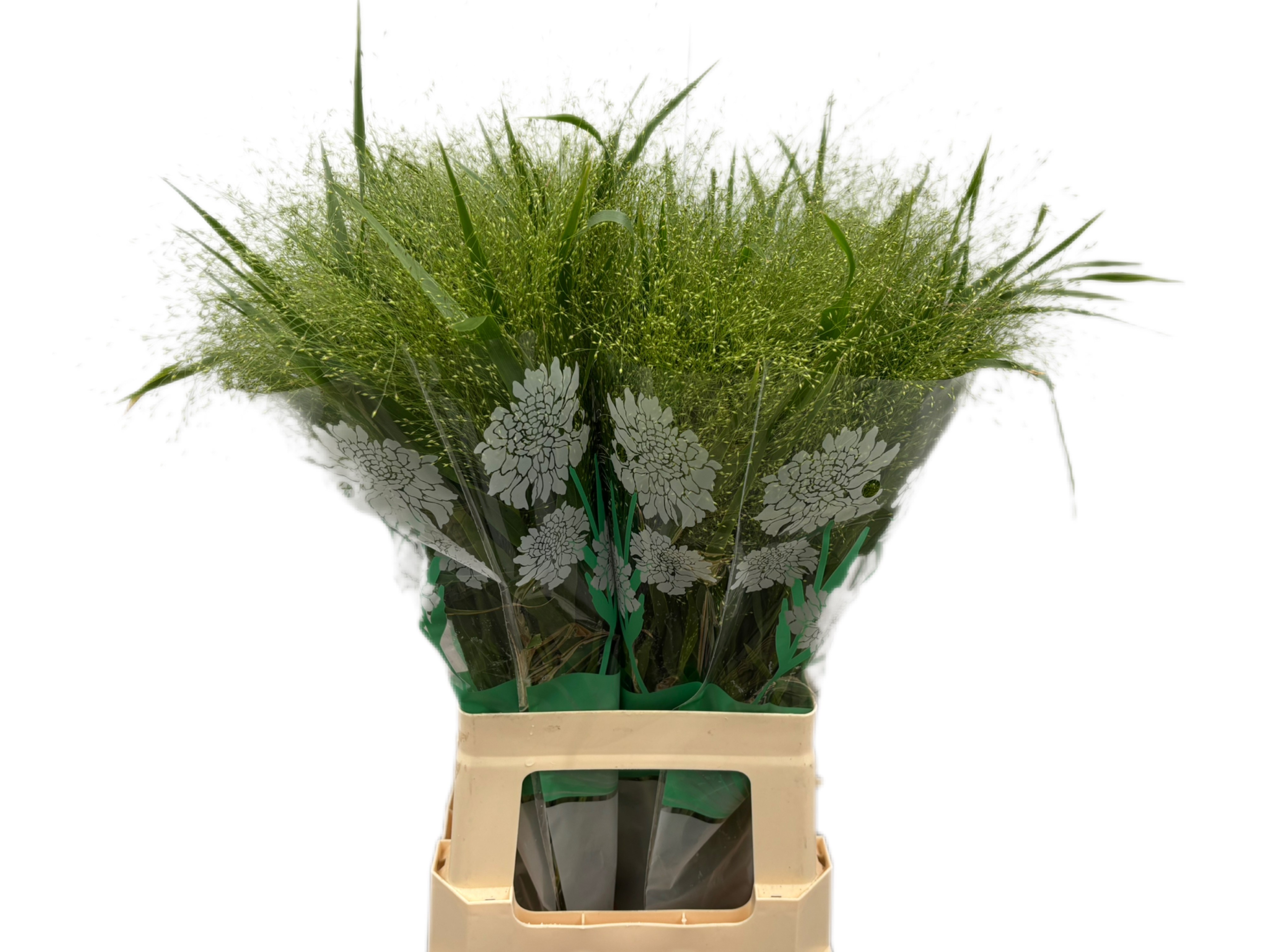 Panicum Fountain 70cm