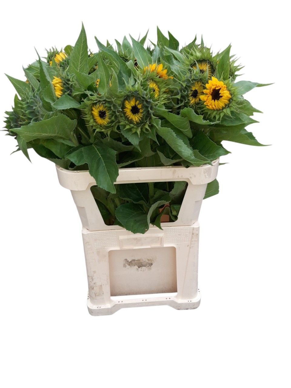 Helian An Sunrich Or