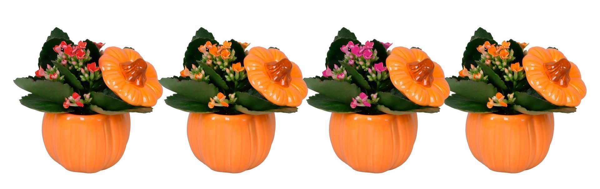 Kalanchoe L 66509 With Kalanchoe Mix
